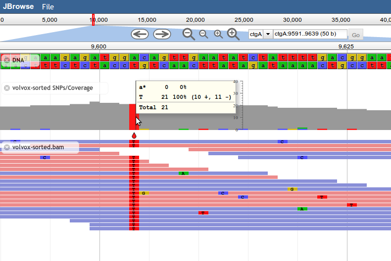 800px|thumb|center|A SNPCoverage track with corresponding Alignments2 track.