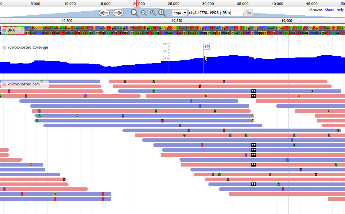 center|1124px|border|JBrowse displaying short-read alignments