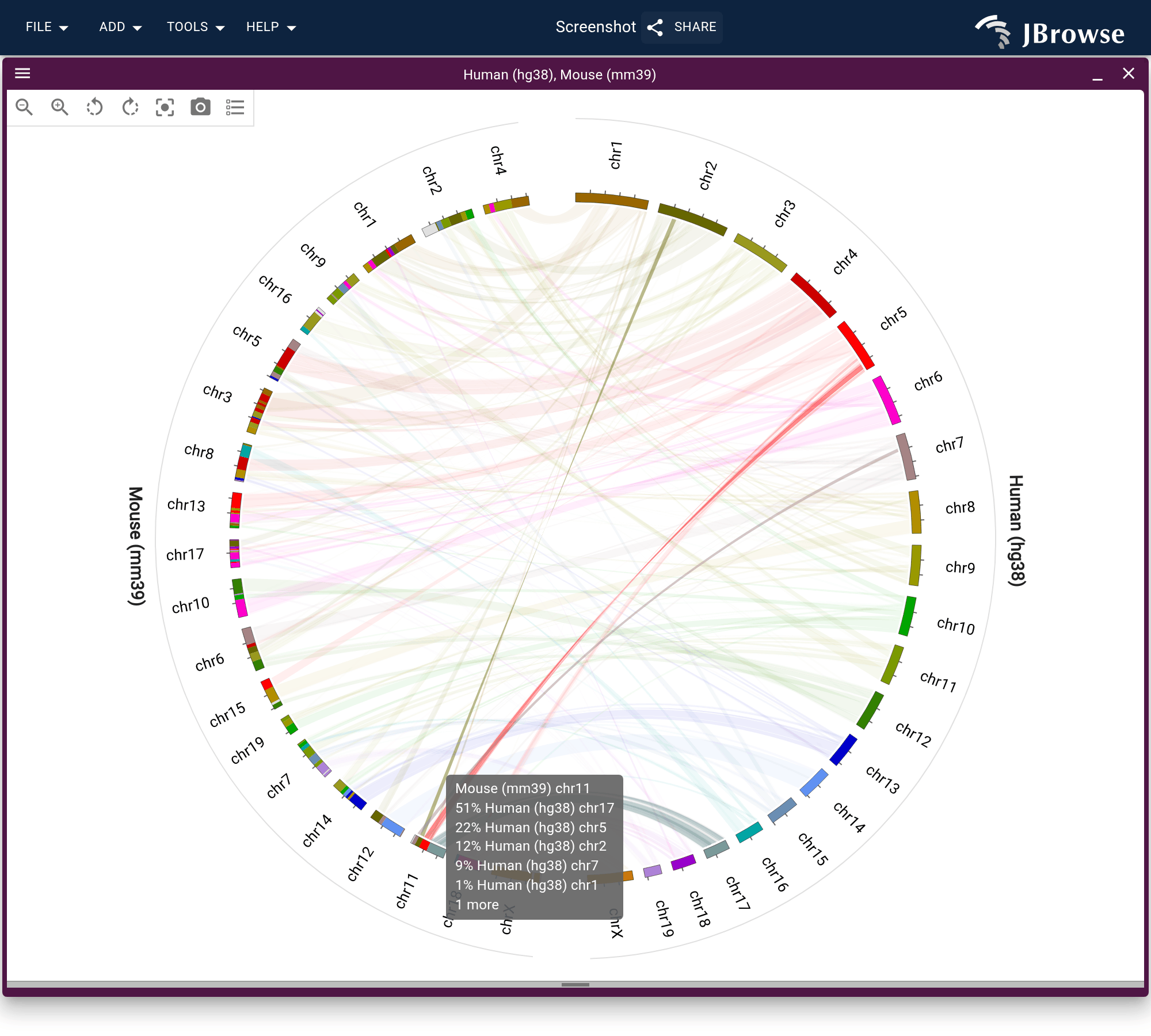 Hovering mouse chr11 dims every ribbon that does not touch it, and the tooltip lists the human chromosomes aligned to it.