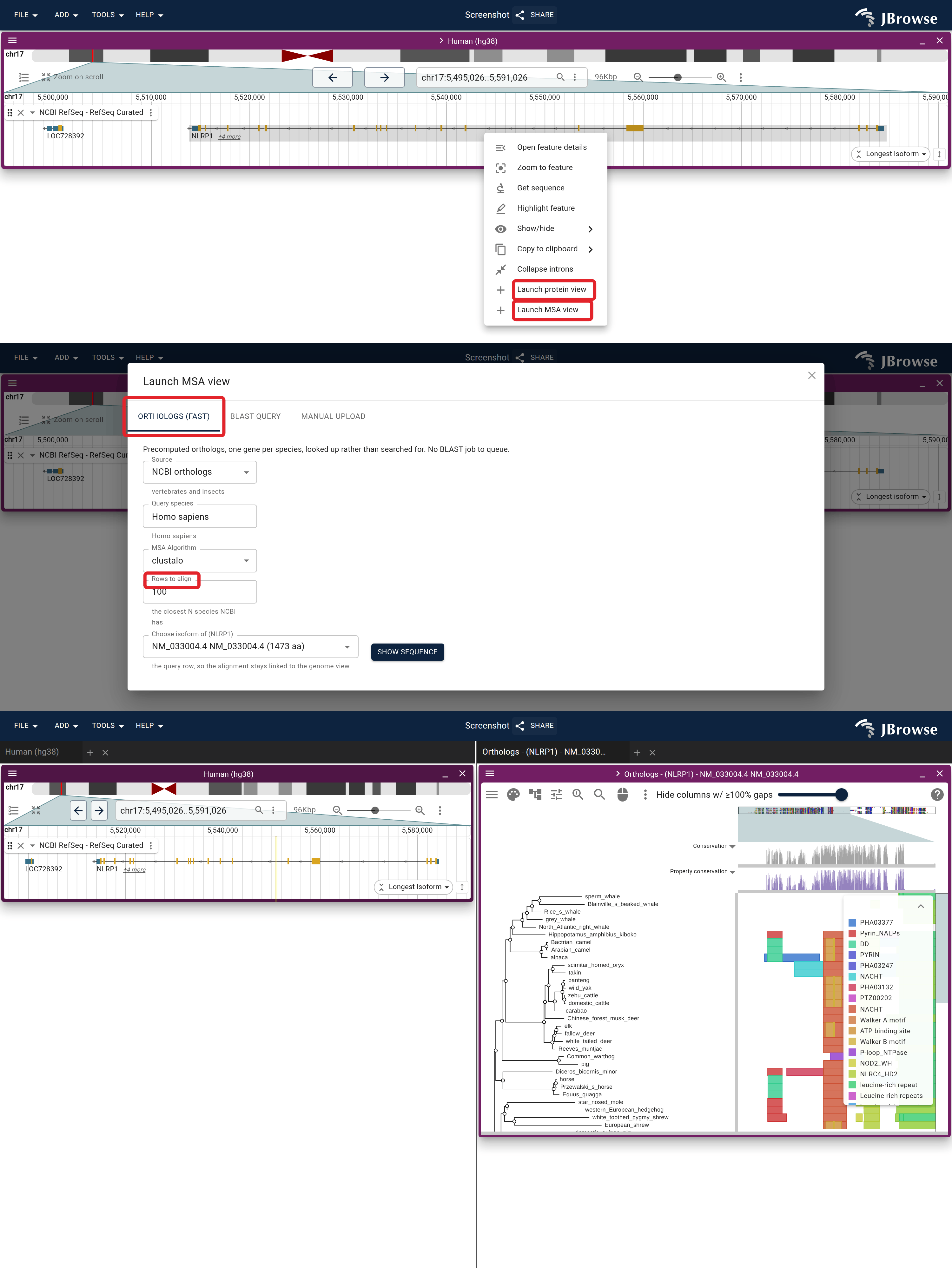 The whole path on NLRP1: the right-click menu, the Launch MSA view dialog on its Orthologs tab, and the alignment Submit builds. In the panel the leftmost block comes and goes down the rows while the stack to the right of it is on every one.
