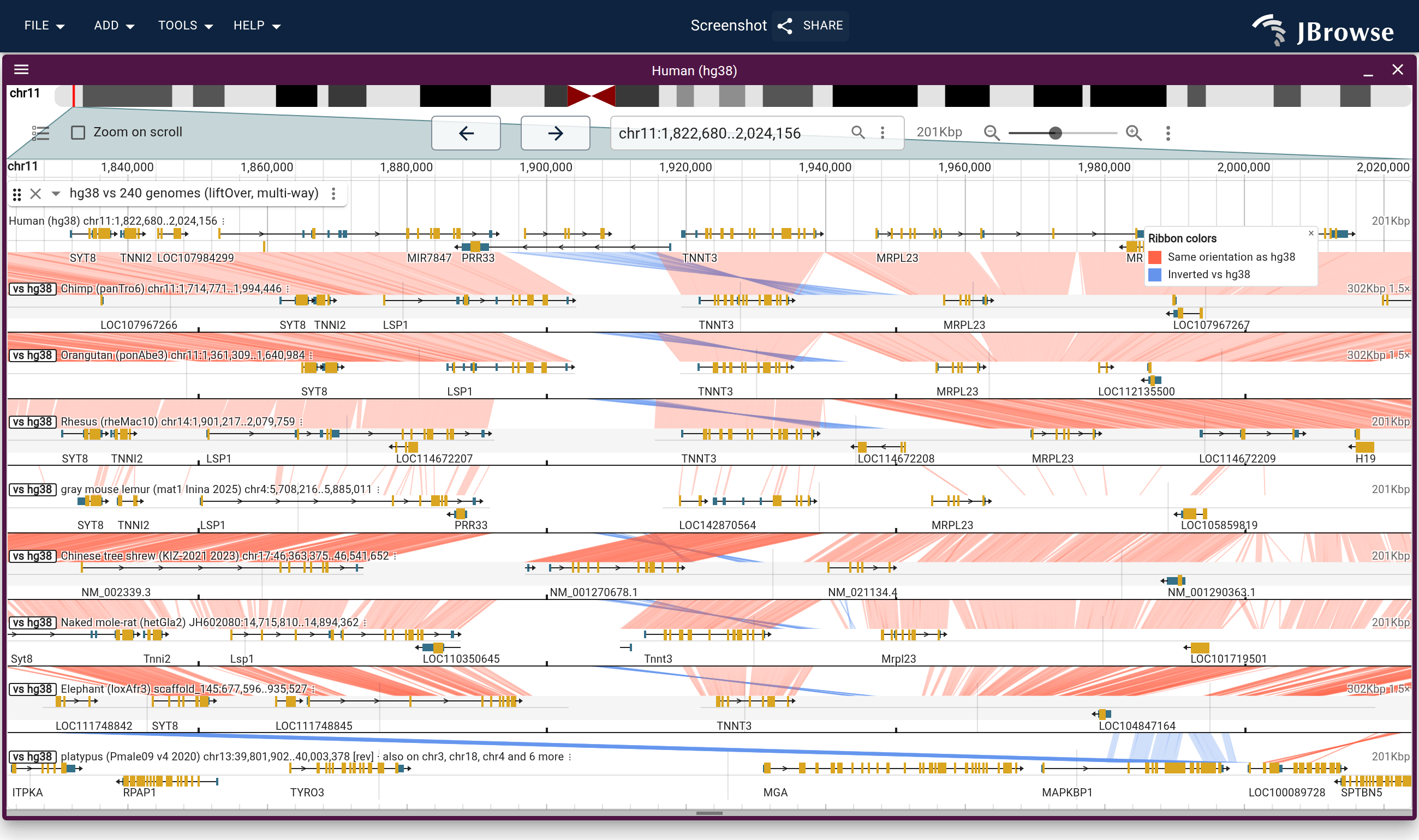 hg38 at TNNT3 over eight genomes from chimp to platypus, ribbons colored by strand. Down to elephant the ribbons run nearly all red and the genes that lanes name keep hg38's order, while the gaps between ribbons widen down the stack. The platypus lane spreads over many sequences, and its ribbons are blue.