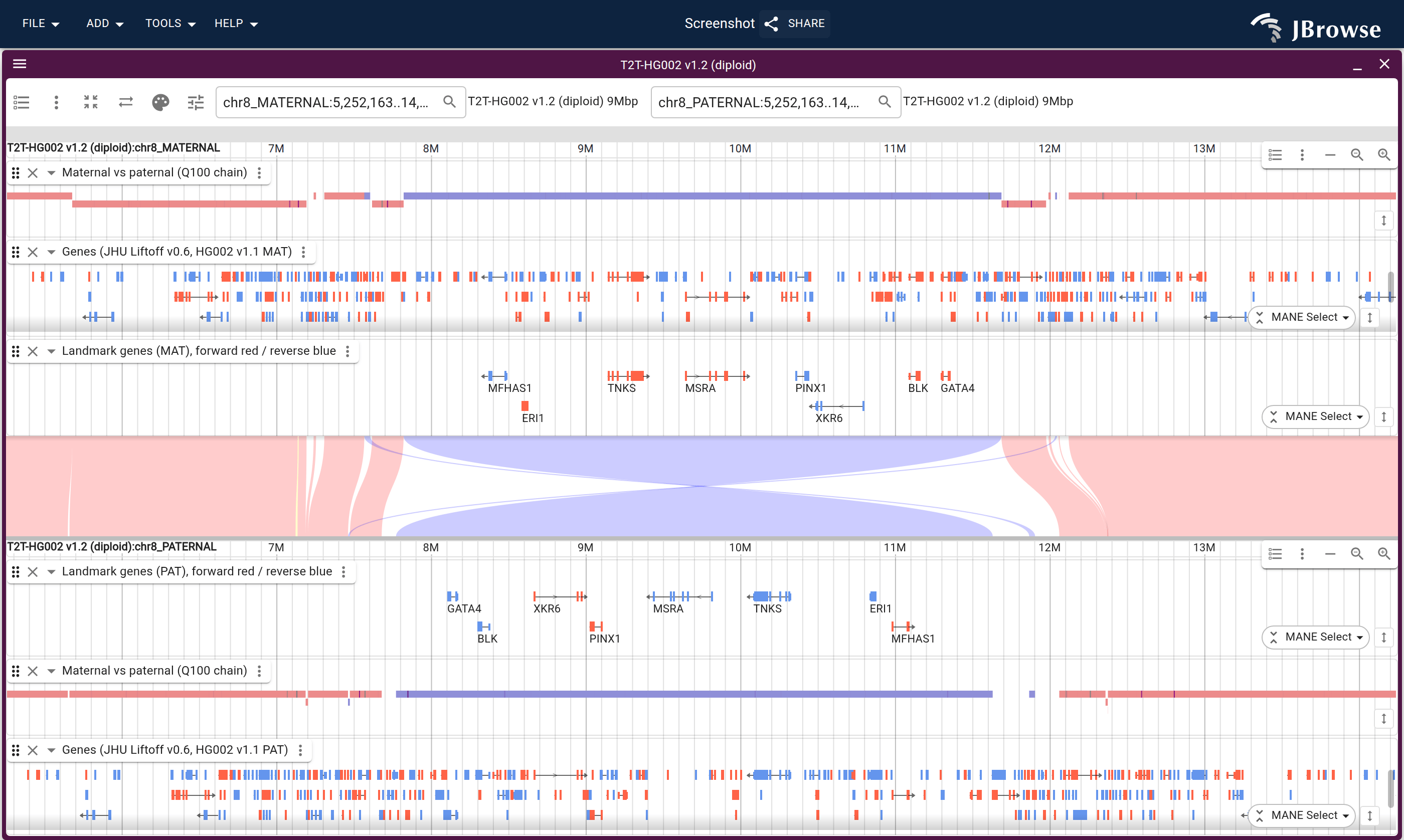 HG002 v1.2 maternal (top) against paternal (bottom) at 8p23.1, colored by strand. The inverted block is the long blue bar in both panels, and the labeled lane beside the ribbons carries the same genes in opposite orders.