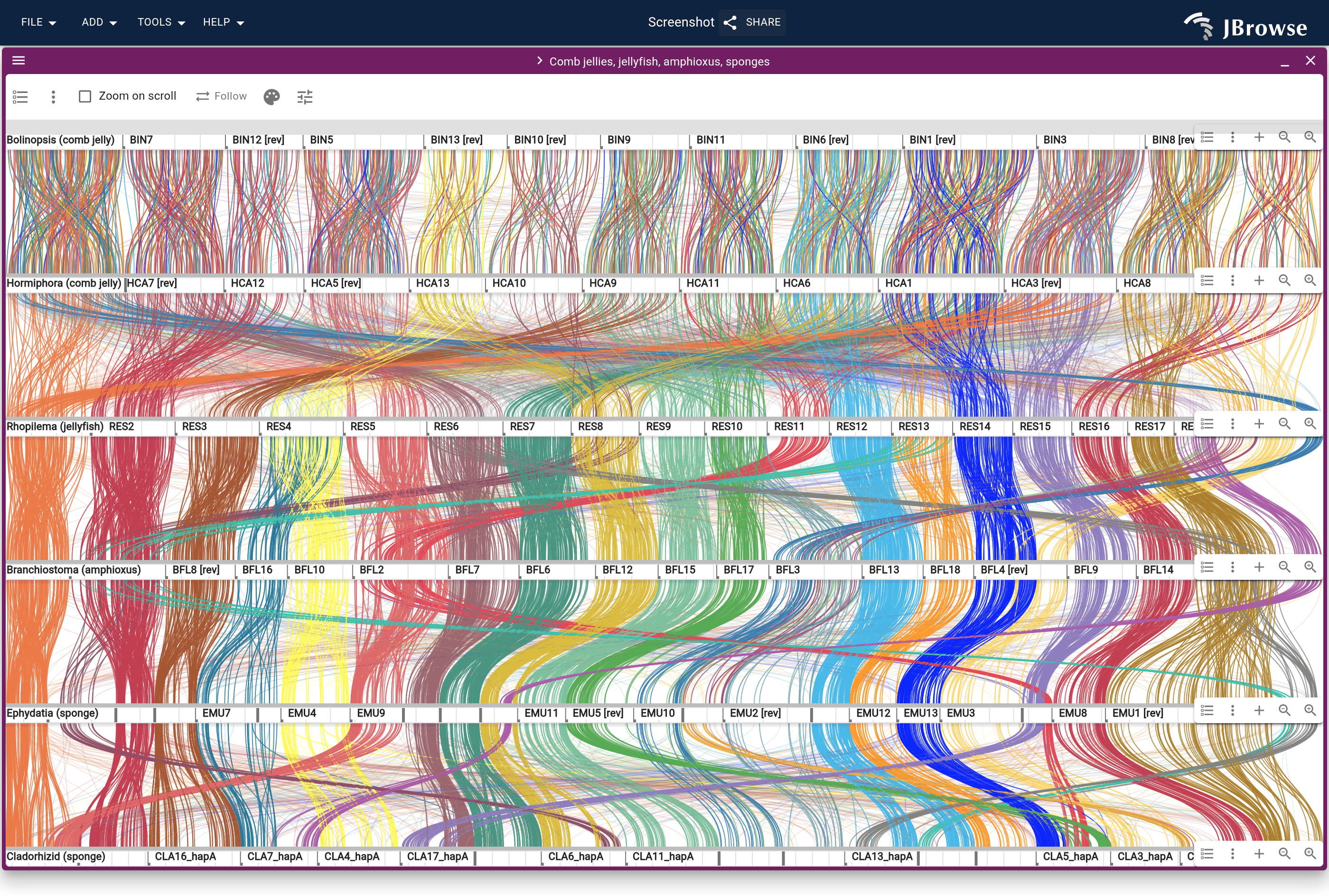 The genomes in the paper's order, ribbons colored by linkage group, solid on significantly paired chromosomes and faint elsewhere.
