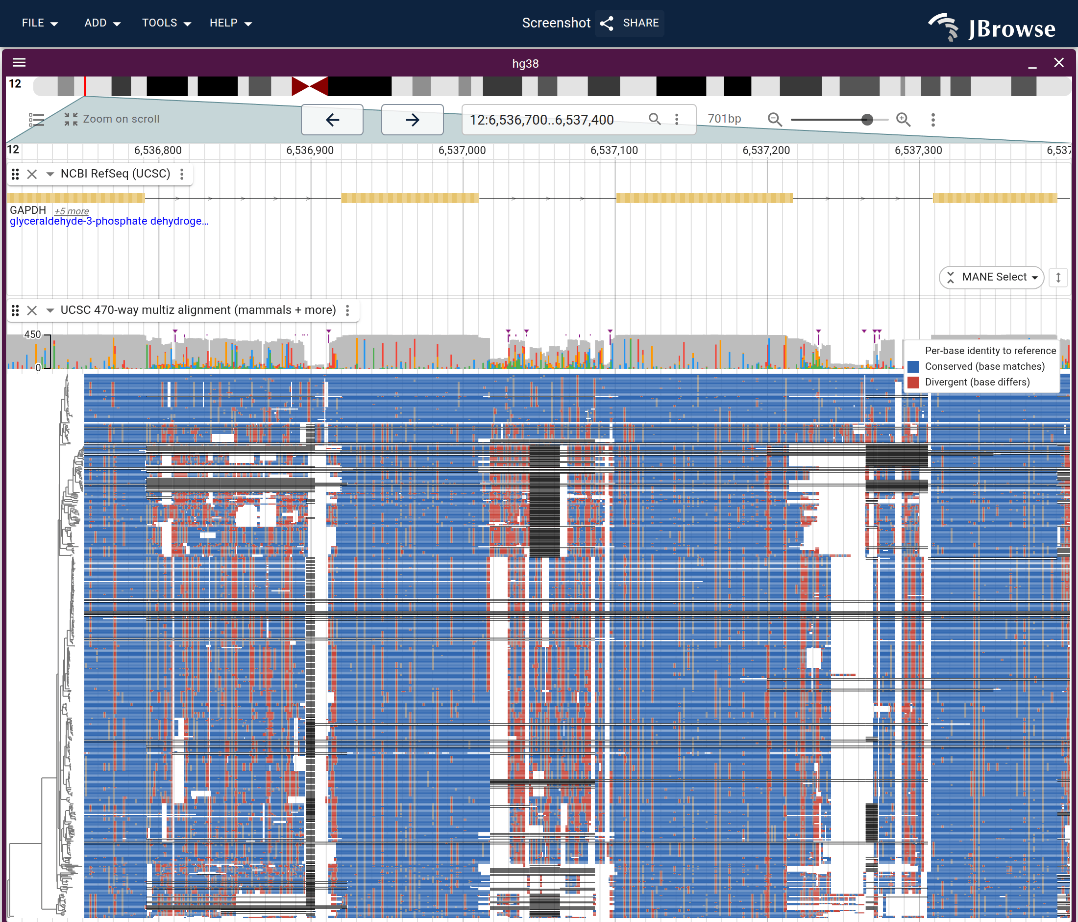 The UCSC hg38 470-way multiz over the GAPDH locus, every species at once. Conserved coding columns run blue top-to-bottom across the whole phylogeny; gaps and less-conserved regions break up as red and white streaks.