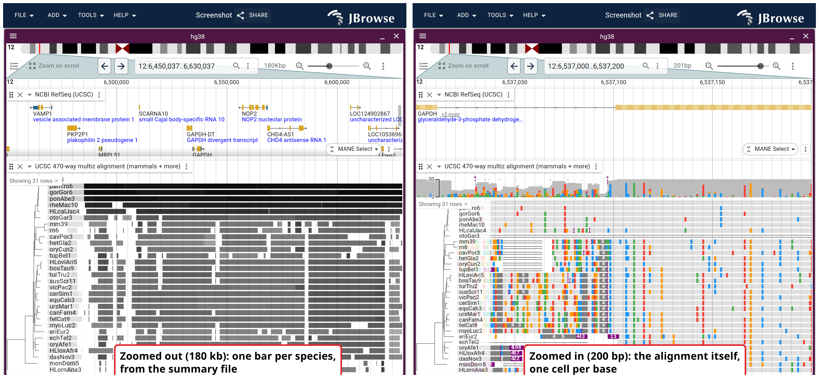The UCSC hg38 470-way narrowed to ~30 representative mammals, over GAPDH at two zooms. At 180 kb (top) the track reads its summary file, one grey bar per species per aligned region. At 200 bp (bottom) it draws the alignment itself, one colored cell per base, with the coverage band above.