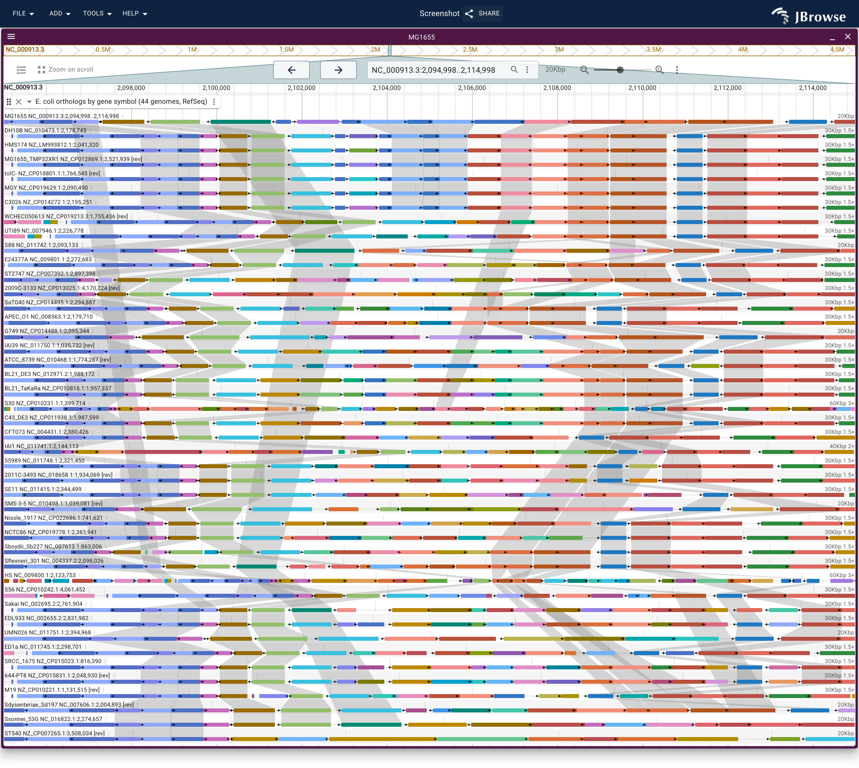 The O-antigen cluster on K-12 over the same forty-three lanes. The six K-12 derivatives at the top of the stack match the cluster gene for gene; in every lane below, the flanking galF, wzzB and ugd chains run through and the cluster between them is that strain's own, joined to nothing.