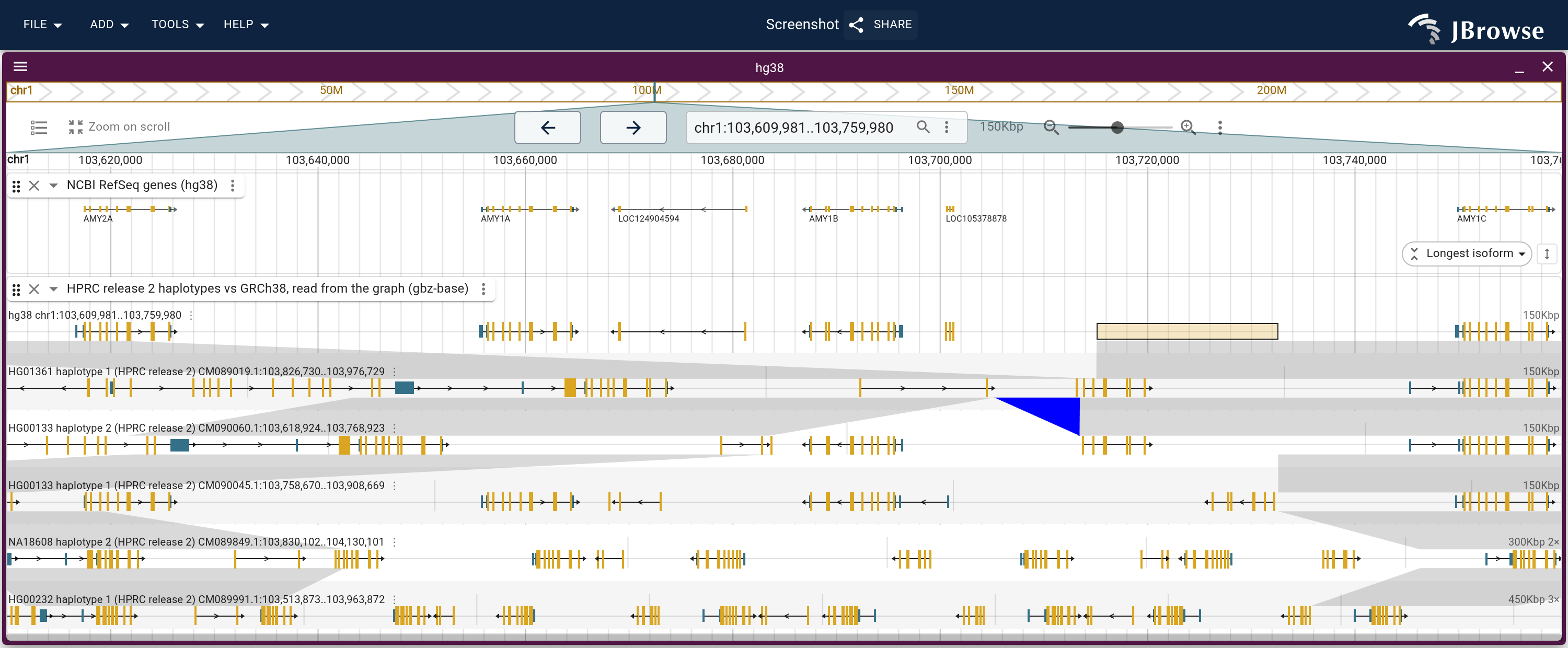 The amylase locus from the HPRC page's haplotypes launch with five lanes chosen, one of each span class, under the RefSeq genes. Each lane is drawn on the haplotype's contig under its CAT genes, and the lane's length across the array carries the copy count; each band draws the extra copies of the longer lane as a gap.