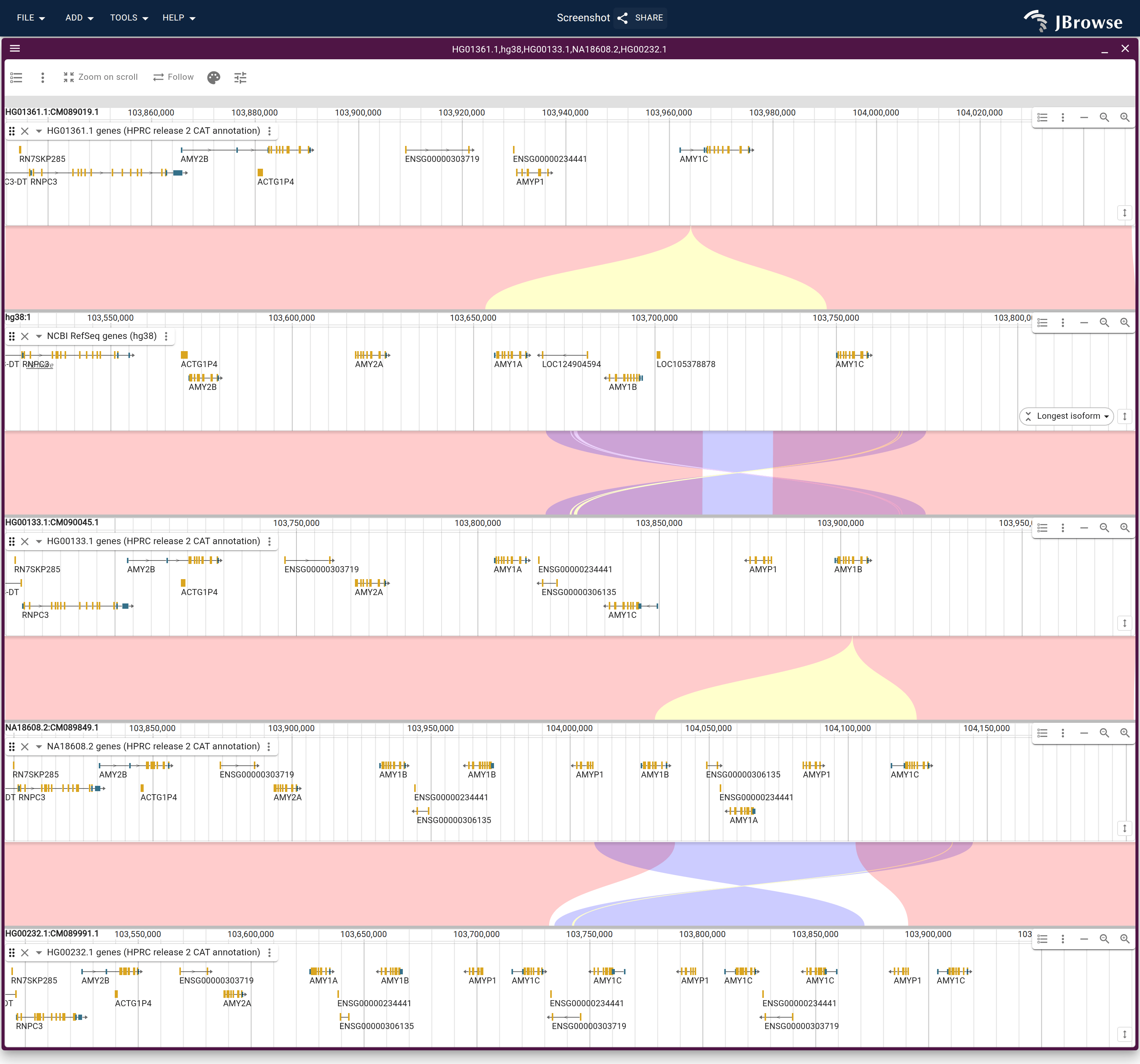 One haplotype of each common amylase structure from the offline script, one AMY1 copy at the top to seven at the bottom, each under its gene track and aligned to the row under it by minimap2, colored by strand. The two three-copy rows align straight through; one copy to three and three to five each open a wedge over the genes only the longer row carries.