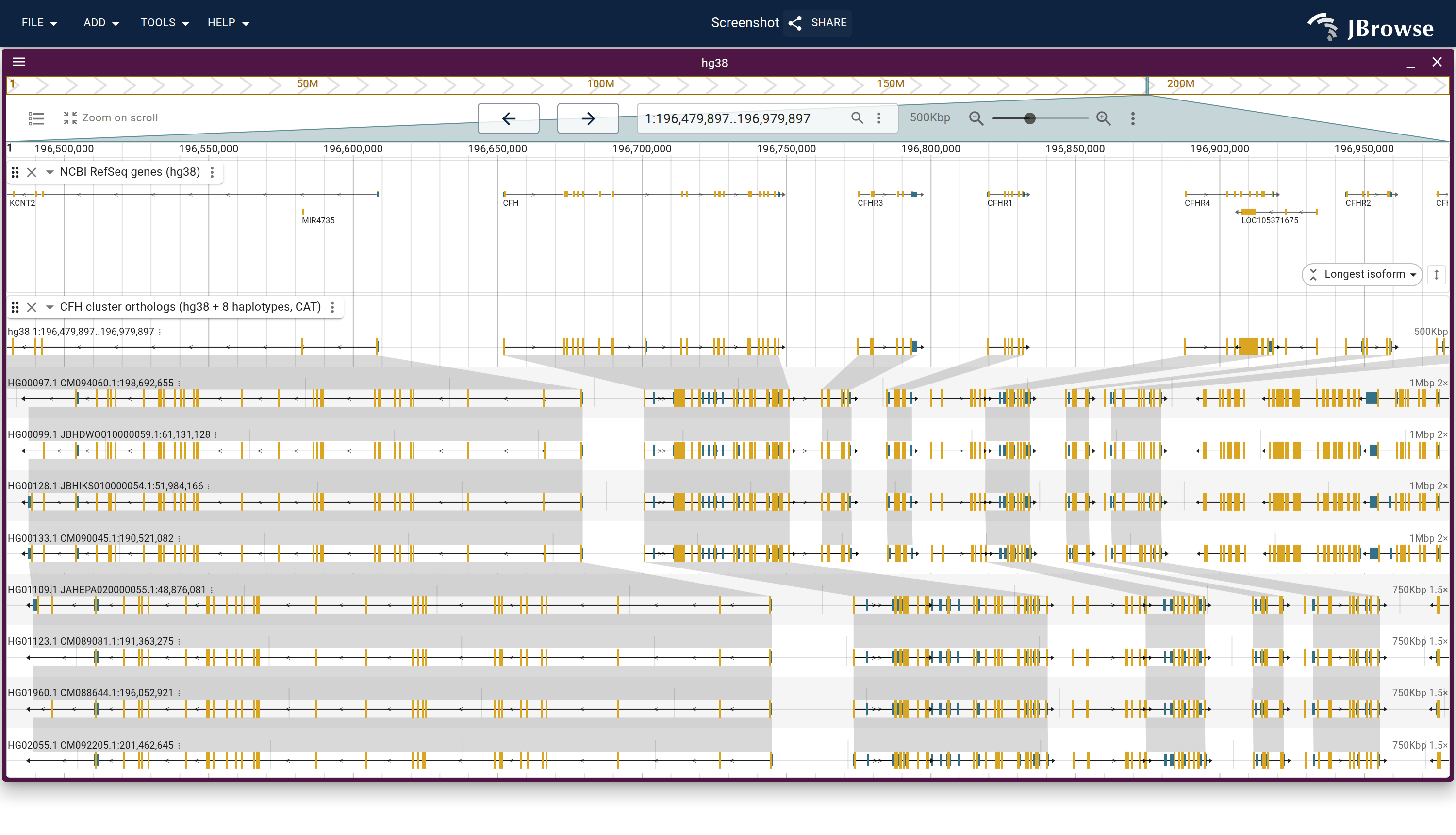 The complement factor H cluster on chr1 over 500 kb: hg38 genes over a lane per HPRC haplotype, the ones homozygous reference at the CFHR3/CFHR1 site above the ones homozygous for the deletion, each carrying its own CAT gene models on its own contig. The CFHR3 and CFHR1 chains stop where the carriers begin, and every flanking gene's chain runs the whole way down.