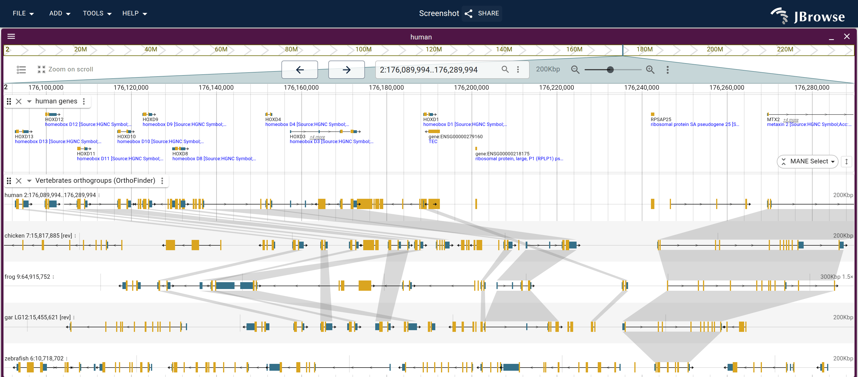 The human HOXD cluster over chicken, frog, gar and zebrafish lanes from one OrthoFinder orthogroups track. The cluster's block stays syntenic in every lane, each lane names its own chromosome and orientation, and the ribbon chains thin outside it where the orthogroups scatter.