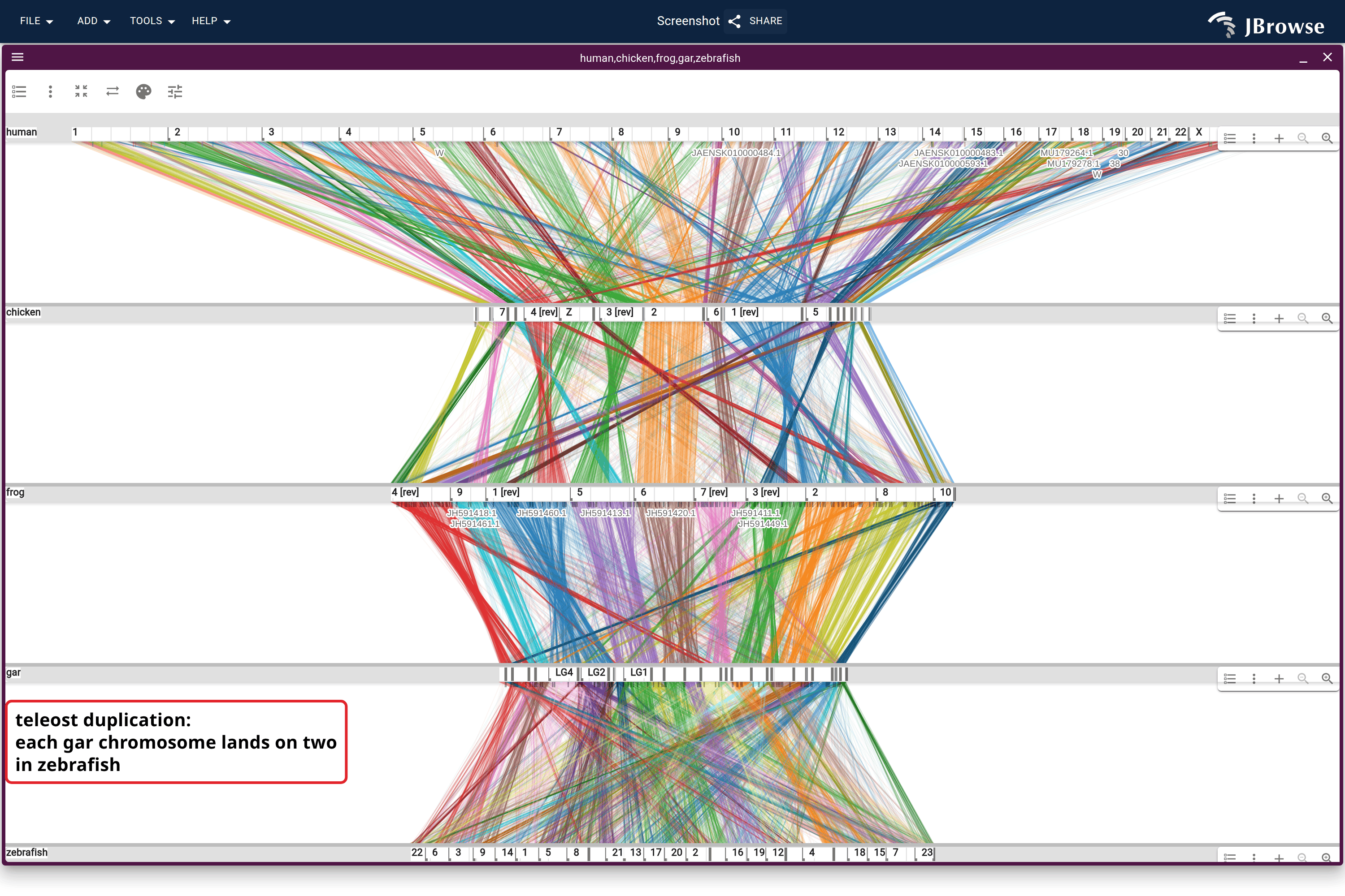 Five vertebrate genomes stacked on OrthoFinder orthogroups: human, chicken, frog, spotted gar, zebrafish, all four bands off one vertebrates_orthogroups track. Gar against zebrafish, past the teleost duplication, is the dense band.
