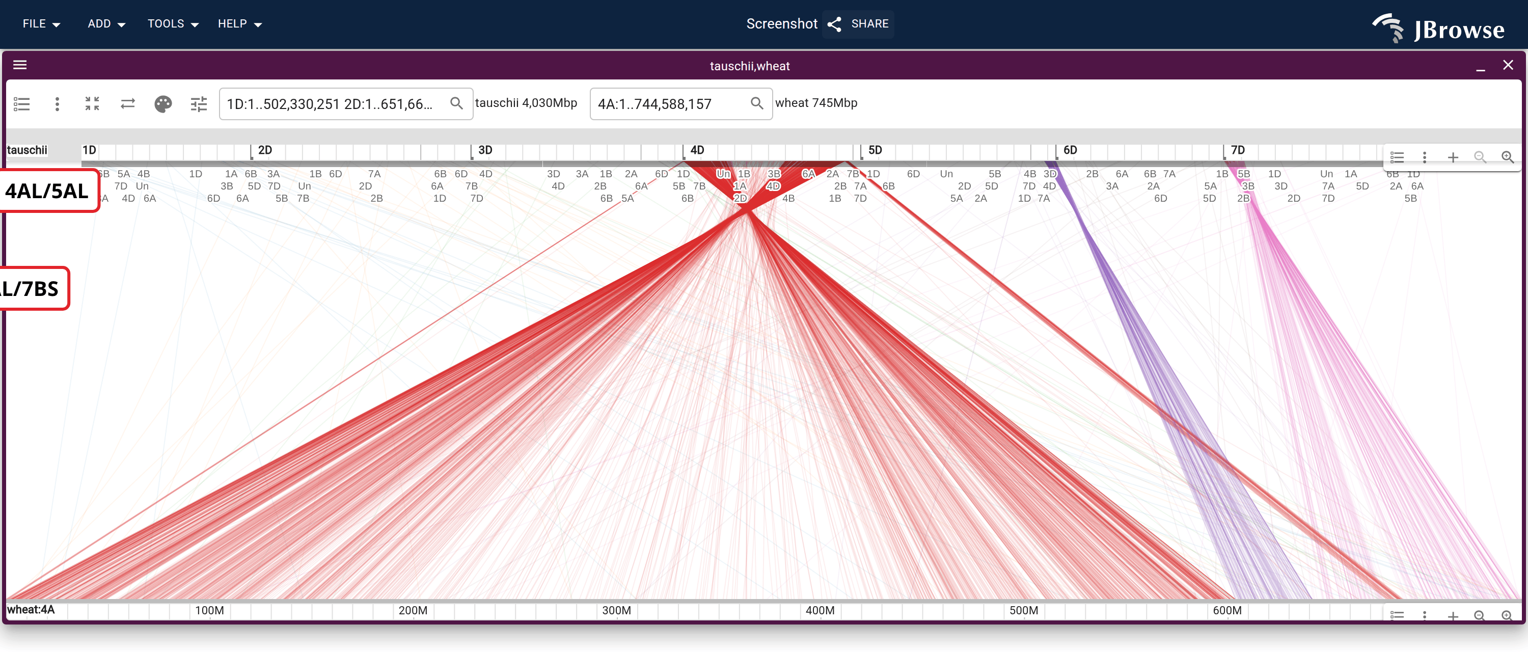 Aegilops tauschii's seven D-genome chromosomes over bread wheat chromosome 4A, from the same wheat_orthogroups track. Color by → Query gives each chromosome its own color, and 4A resolves into three blocks in order along it: 4D, then 5D, then 7D.