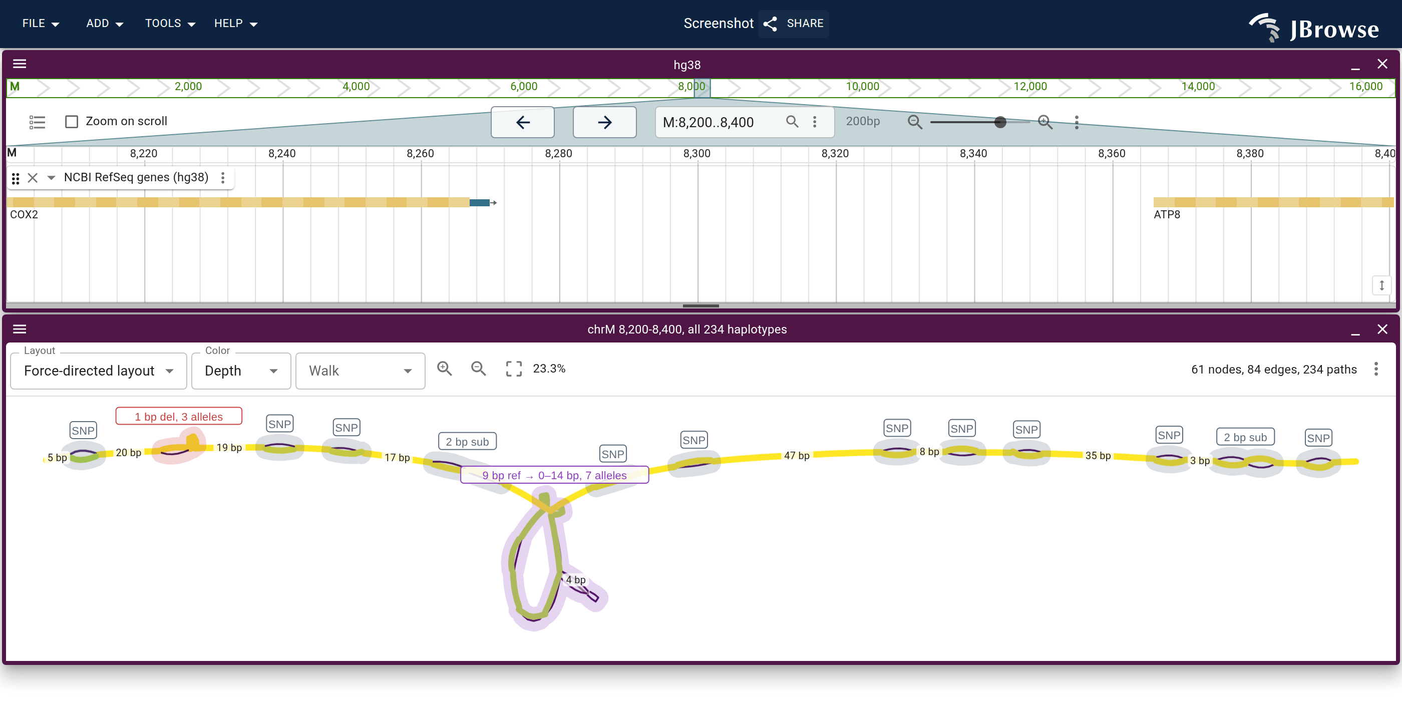 The end of COX2 and the start of ATP8 on hg38, above the same 200 bp of the mitochondrial graph, colored by how many of the 234 haplotypes walk each node. The loop under the labelled bubble is the 9 bp motif, which the haplotypes carrying the deletion bypass.