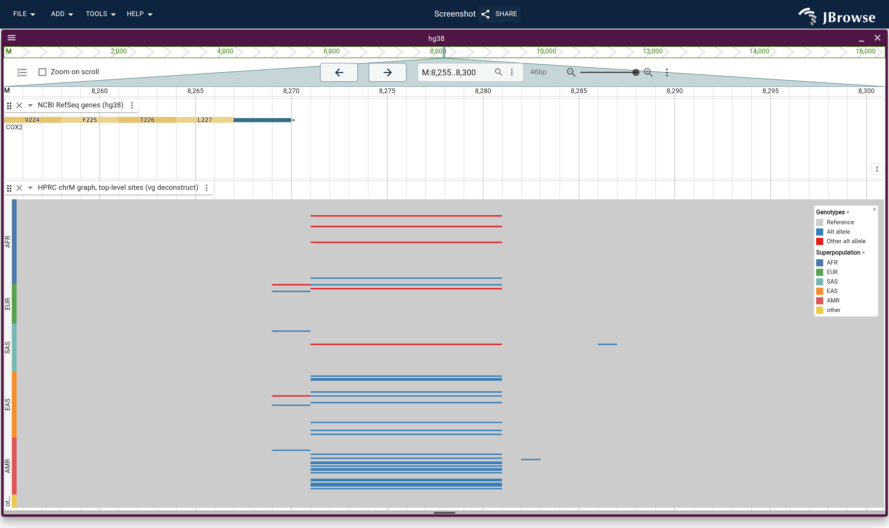 The same site as one row per haplotype, grouped by 1000 Genomes superpopulation, under the end of COX2. Blue rows carry the 9 bp deletion and red rows another allele of the motif. The deletion's rows sit in the East Asian and admixed American groups.