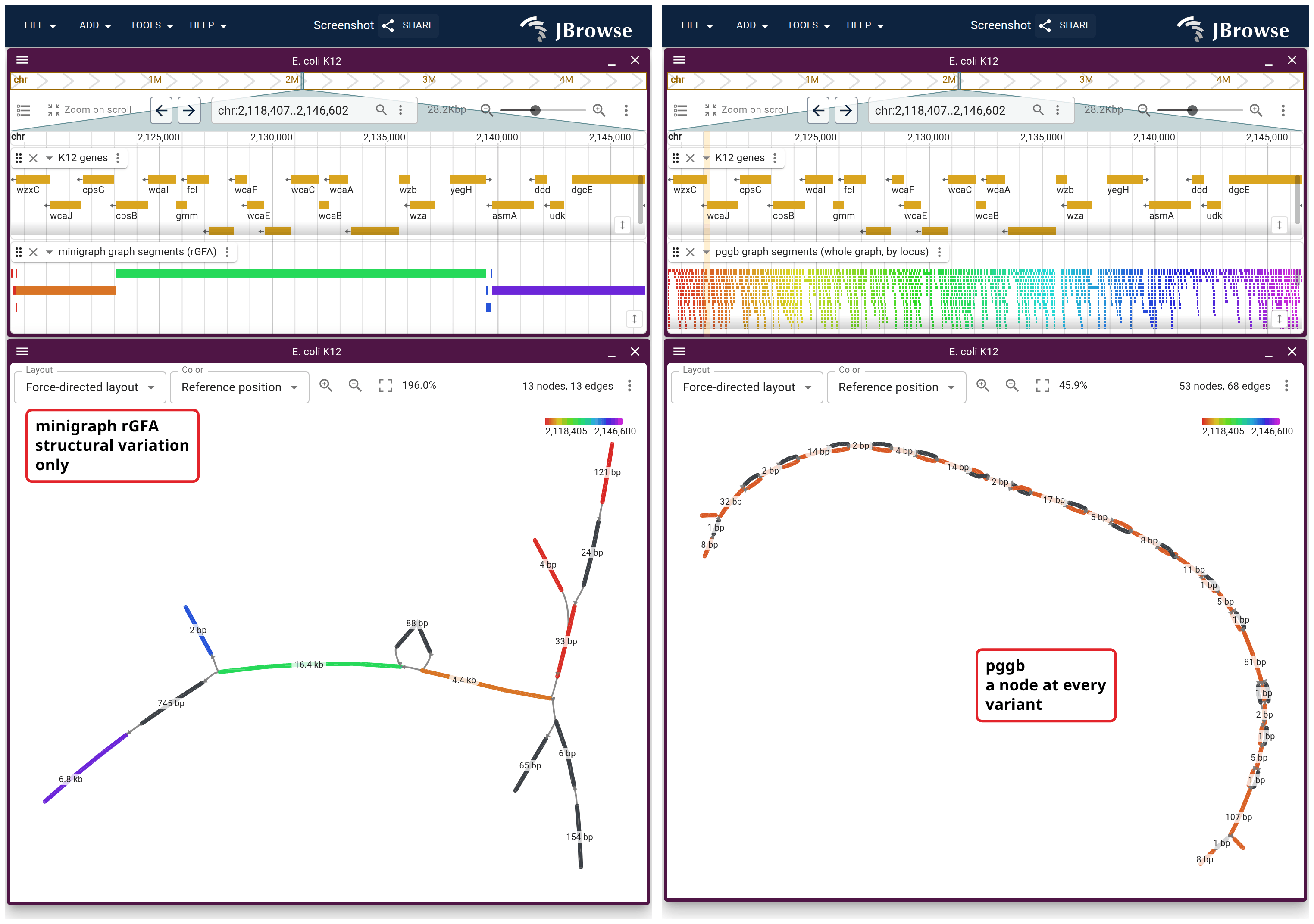 One stretch of K12 at the colanic acid cluster through both graphs, each over the window it can draw. Left, the minigraph rGFA. Right, the pggb graph, with a node at every variant.