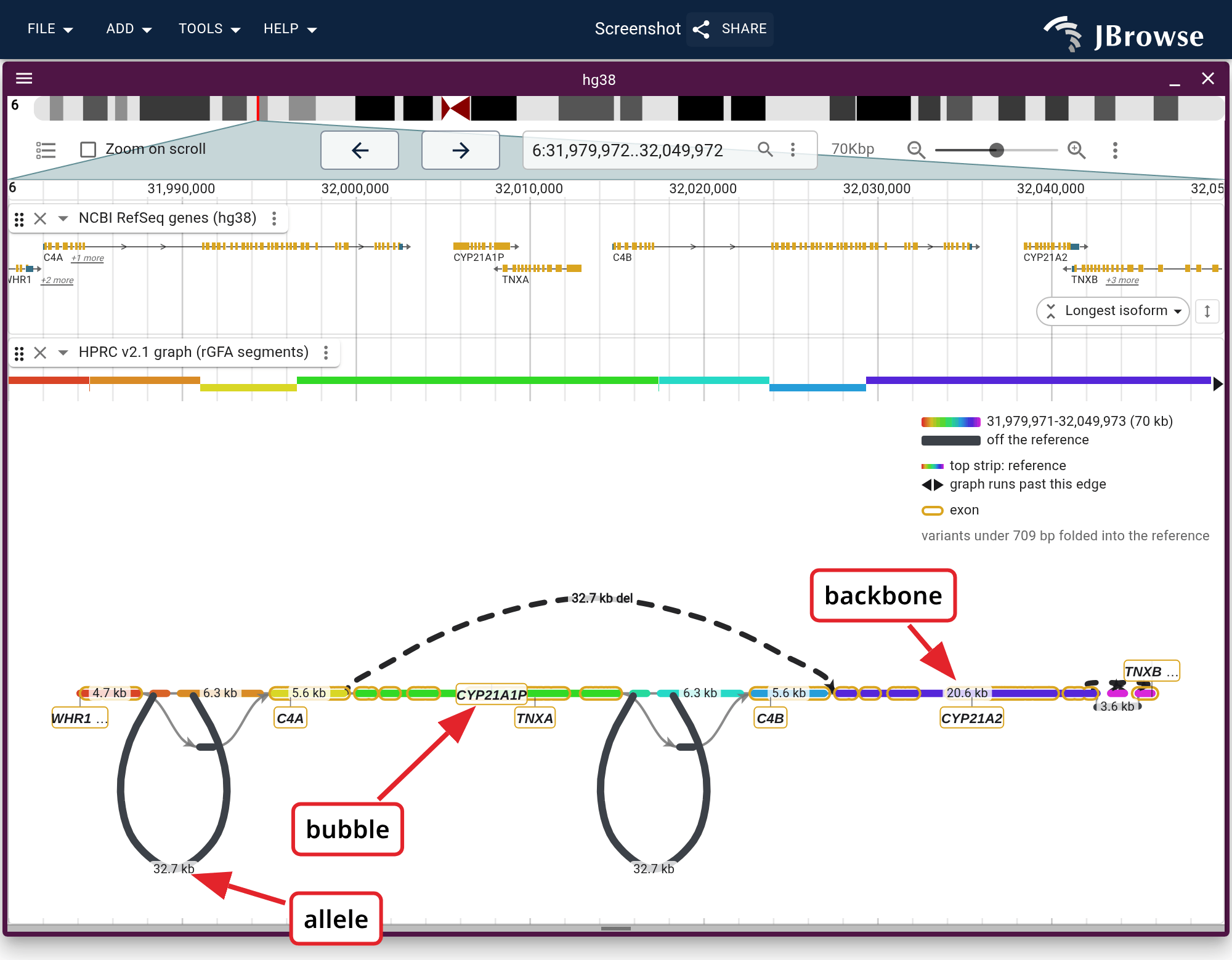 The C4 locus as a force-directed graph under the hg38 genes for the same window, colored by reference position. The labels name a backbone segment, an allele, and a bubble whose two routes are the reference path and the dashed arc that skips one whole copy of the tandem C4-CYP21-TNX module.