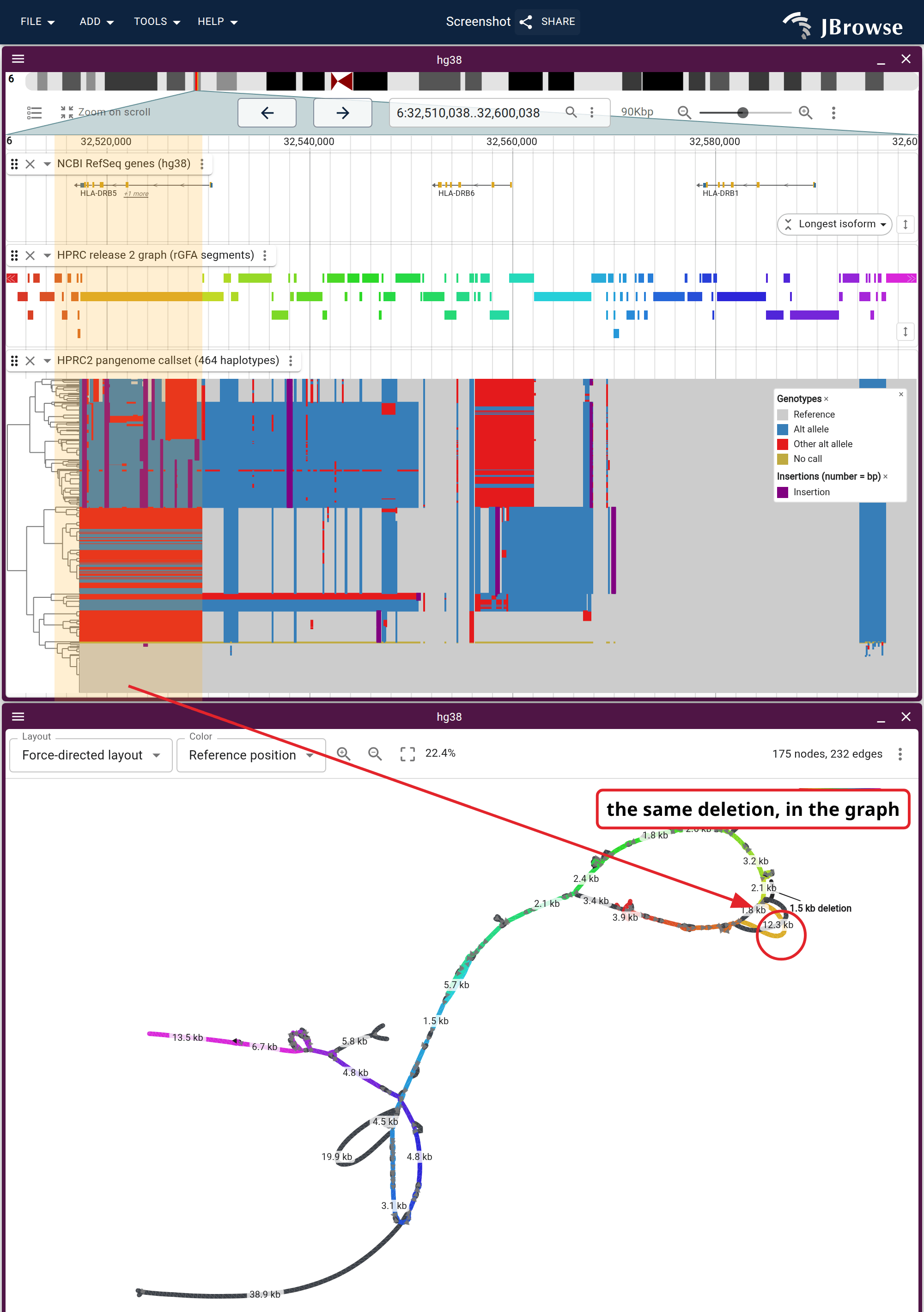 One window, both products. The band is one 14.6 kb deletion site from the callset, and the matrix below it, all 464 haplotypes clustered by genotype, colors the haplotypes carrying it. The force graph has no coordinate axis, so an arrow runs from the band to the reference node the deletion removes.