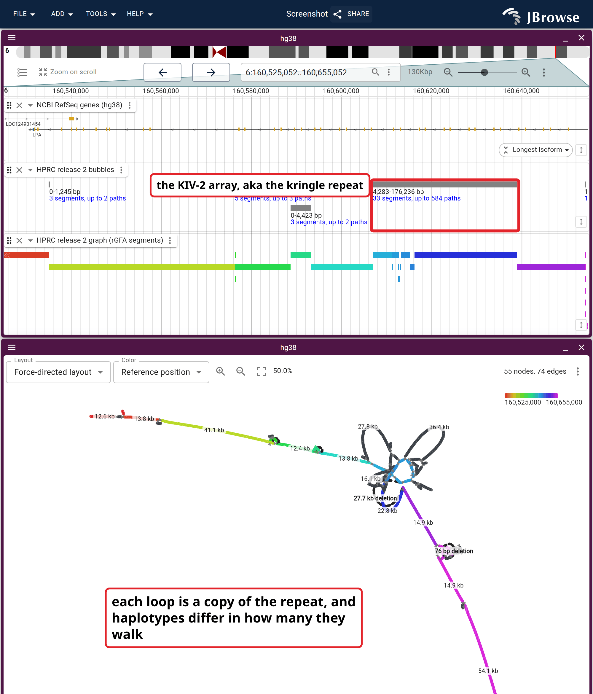 The KIV-2 repeat inside LPA as a force-directed graph, under the RefSeq genes, the bubbles lane and the rGFA segments. The bubble the lane reports across the repeat is the chain of loops below it, with one dashed arc bypassing the reference between two of them.