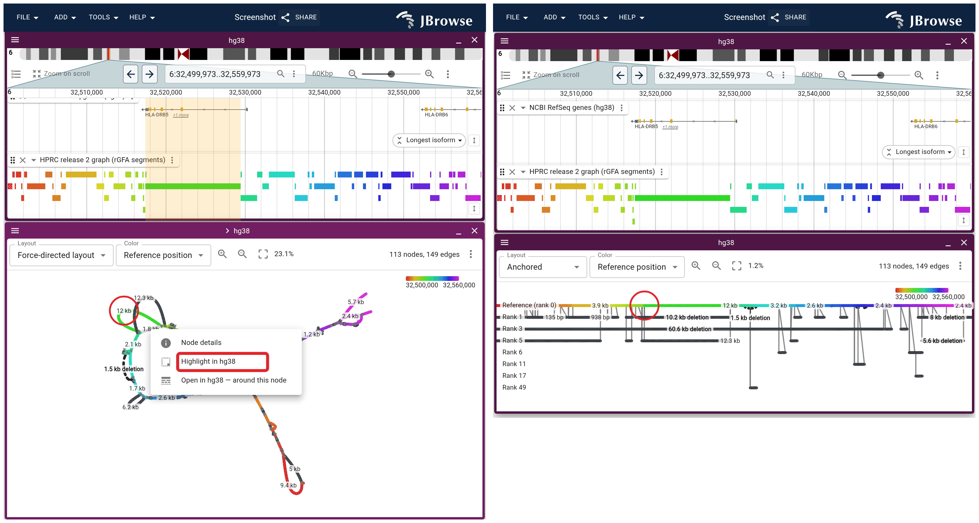 One MHC class II subgraph drawn both ways, same window and same tracks above it. Left, force-directed. Right, anchored: every x is a GRCh38 coordinate, so each allele hangs below where it attaches.