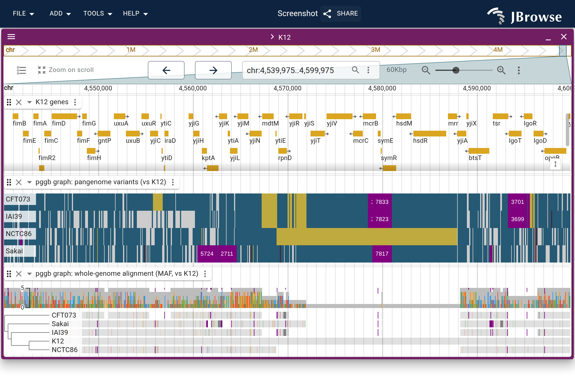 The graph's whole-genome alignment projected onto K12, one row per strain in the tree's order, with the variant calls above. A blank row is a strain with no alignment to K12 there.