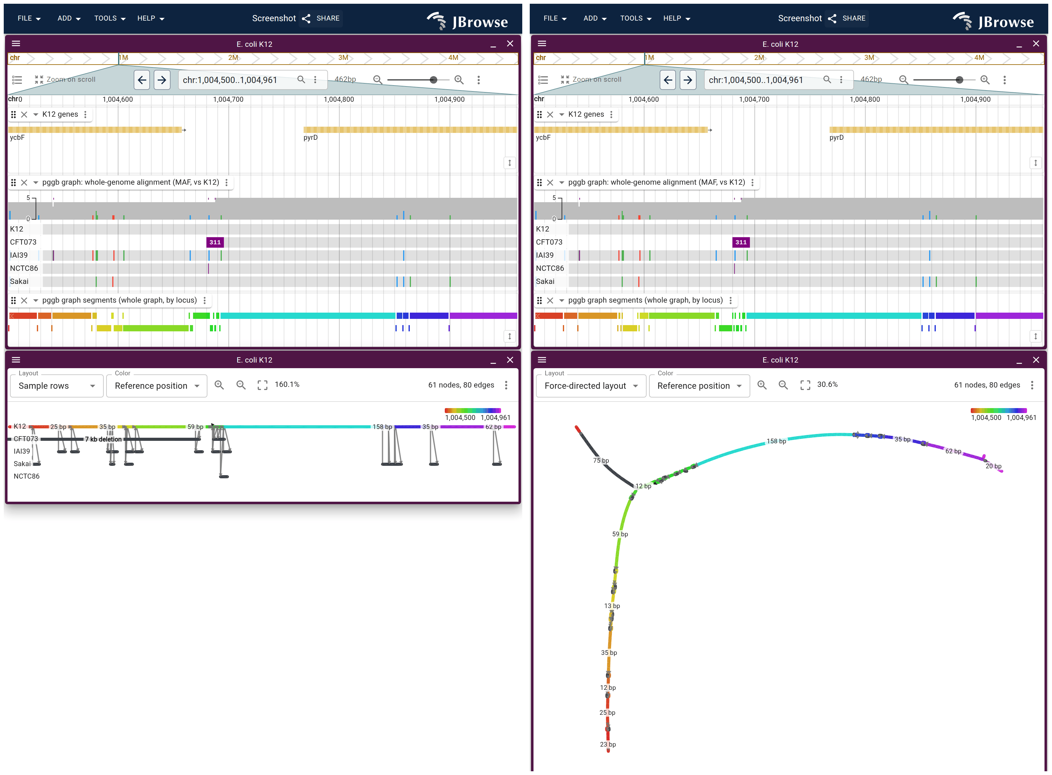 460 bp of the pggb graph drawn twice, under the genes, MAF and segments lanes for the same window. Left, Sample rows. Right, the same nodes force-directed, where the locus reads as a shape rather than as rows.
