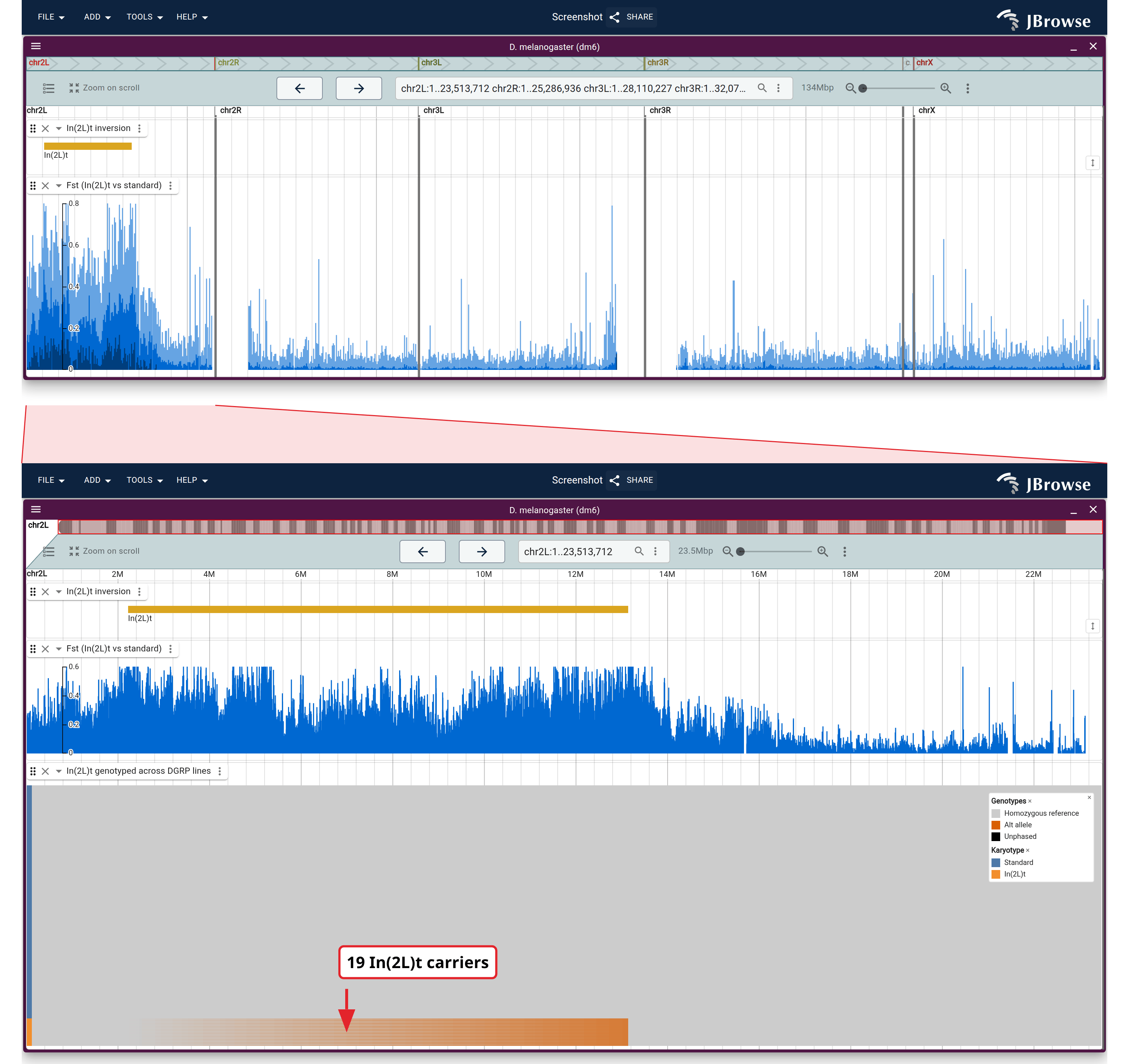Top: all six dm6 arms, with the In(2L)t extent over Fst between the two arrangements, the block on 2L standing against low background everywhere else. Bottom: the same two tracks across chr2L alone, with one row per DGRP line under them, genotyped for the inversion and grouped by karyotype. The carrier block spans breakpoint to breakpoint; the Fst plateau above it runs past both.