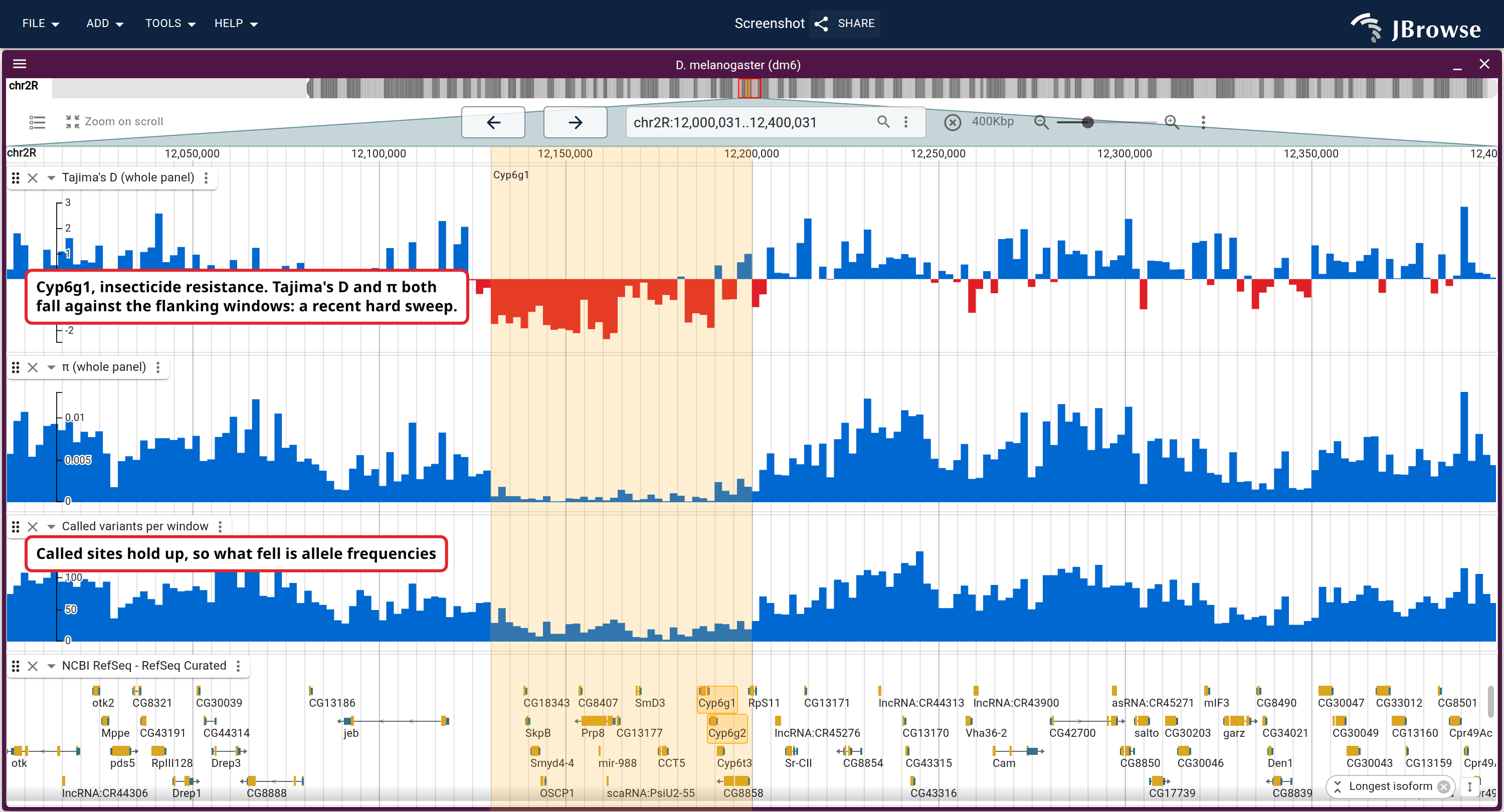Tajima's D, π and called variants per window across 2R around Cyp6g1 (highlighted; Cyp6g1 and Cyp6g2 labeled in the gene track). D and π dip together over the highlighted window against their background either side. The count under them falls too, but nothing like as far.