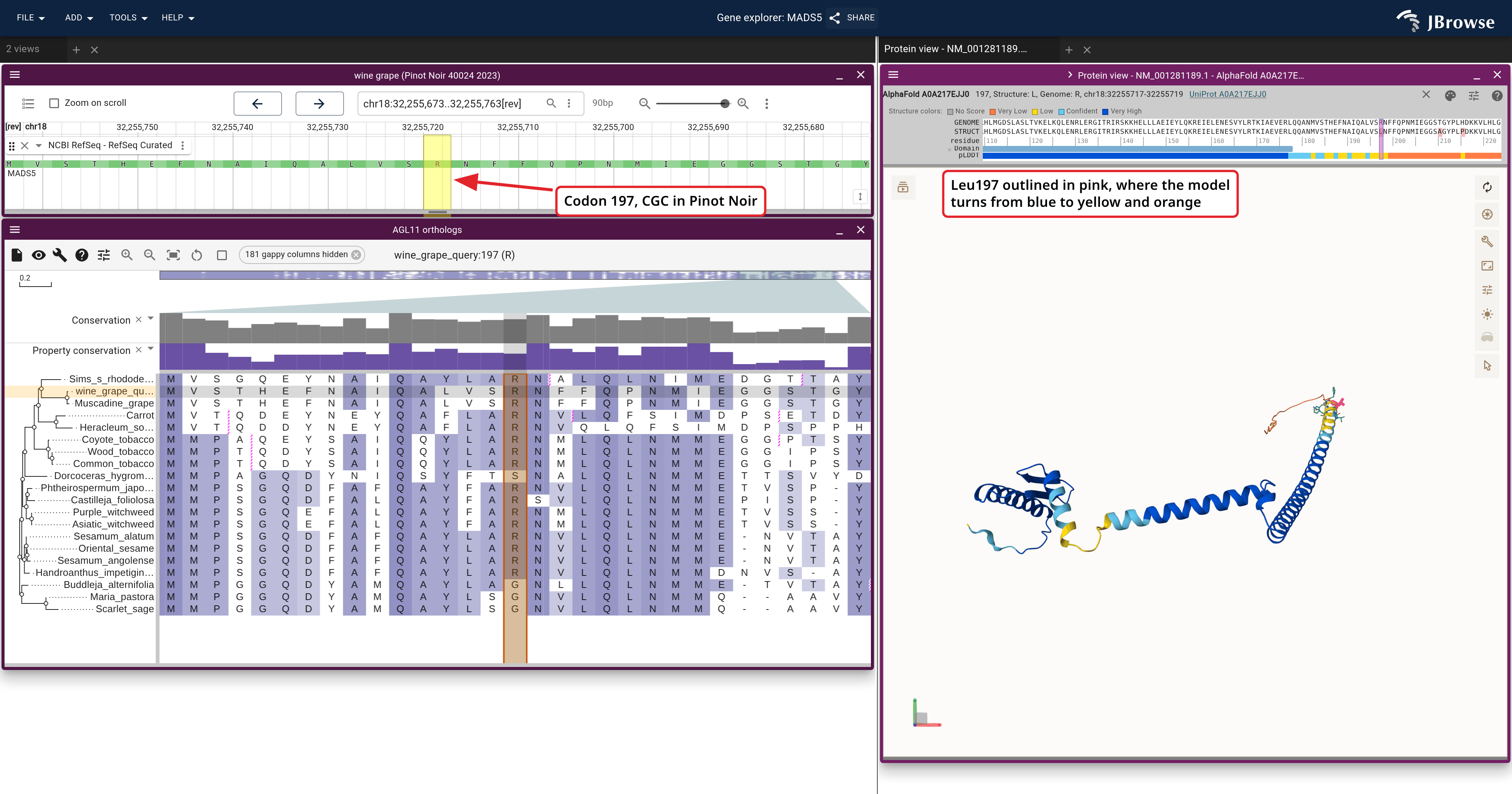 VviAGL11 at codon 197 with its UniRef alignment and the AlphaFold model colored by pLDDT.