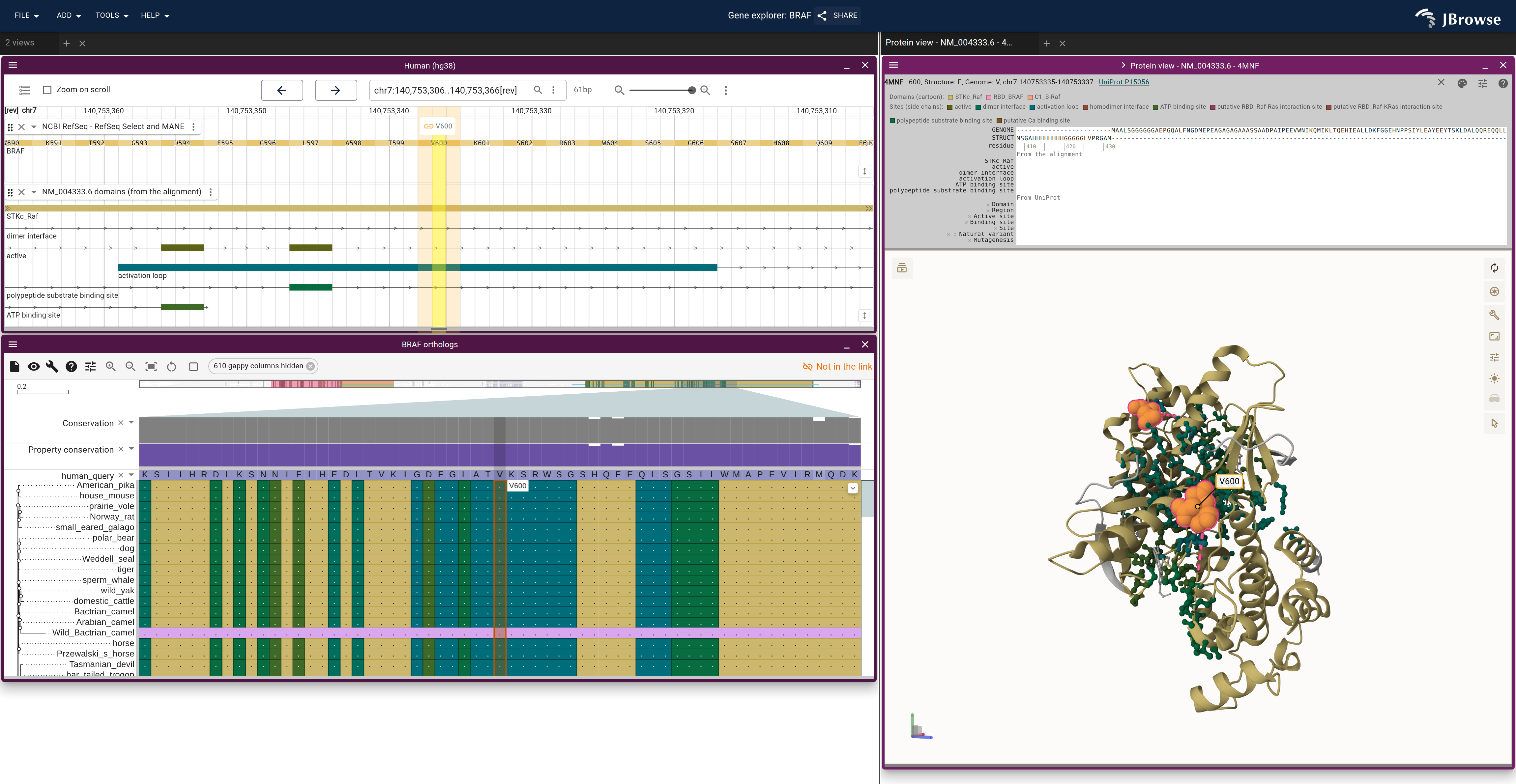BRAF in three linked views, colored by the alignment's domains and sites: the genome's domain track, the alignment's rows and the 4MNF cartoon, with each site's side chains as sticks.