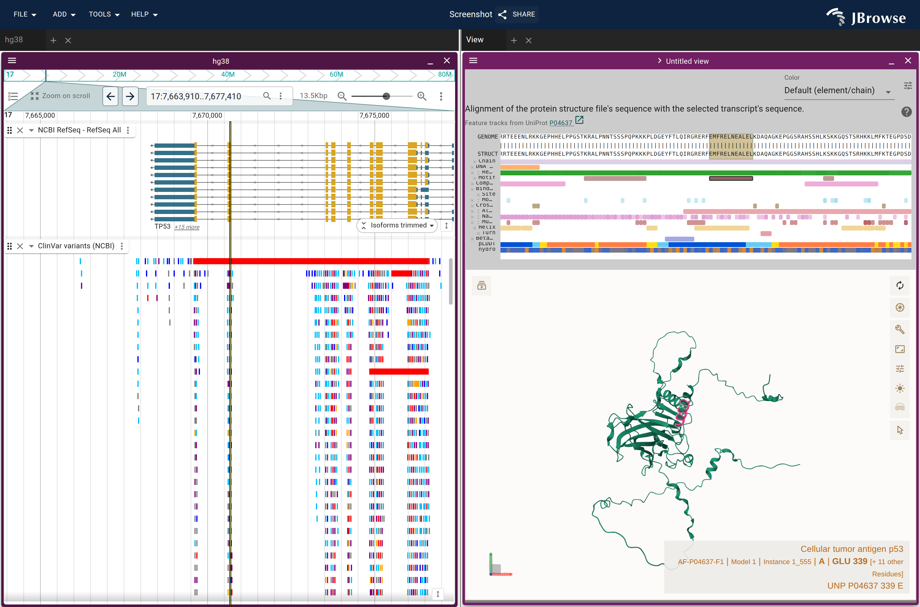 A connected session on human TP53 (UniProt P04637), NCBI RefSeq and ClinVar beside the AlphaFold structure. A motif clicked on the protein's feature track selects its residues on the structure and bands the codons they came from across both genome tracks.