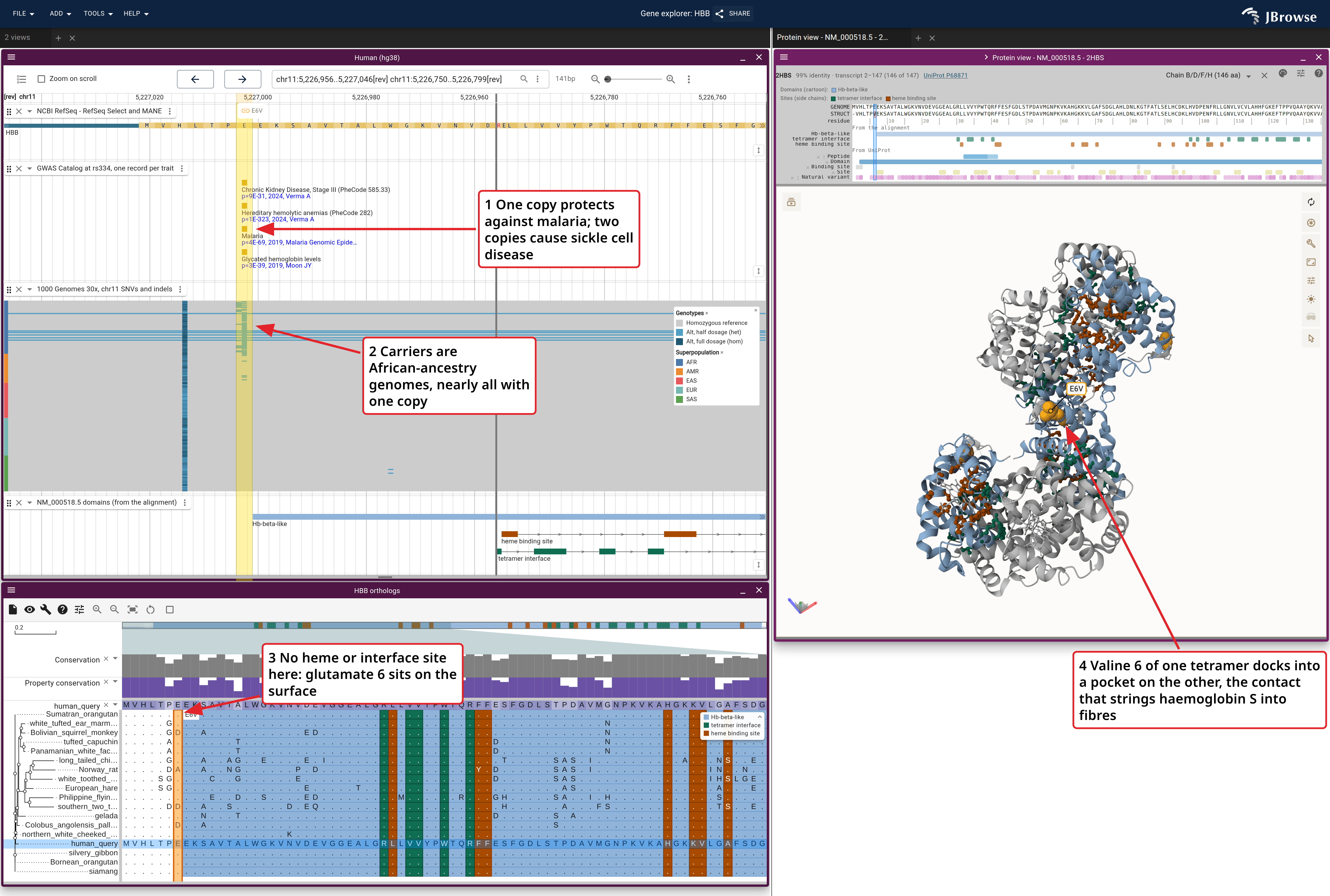 HBB in three linked views: the genome's GWAS, 1000 Genomes and domain tracks, the alignment's rows and the 2HBS cartoon, colored by the alignment's domains. On the structure a cartoon color marks a domain and side-chain sticks mark a site.
