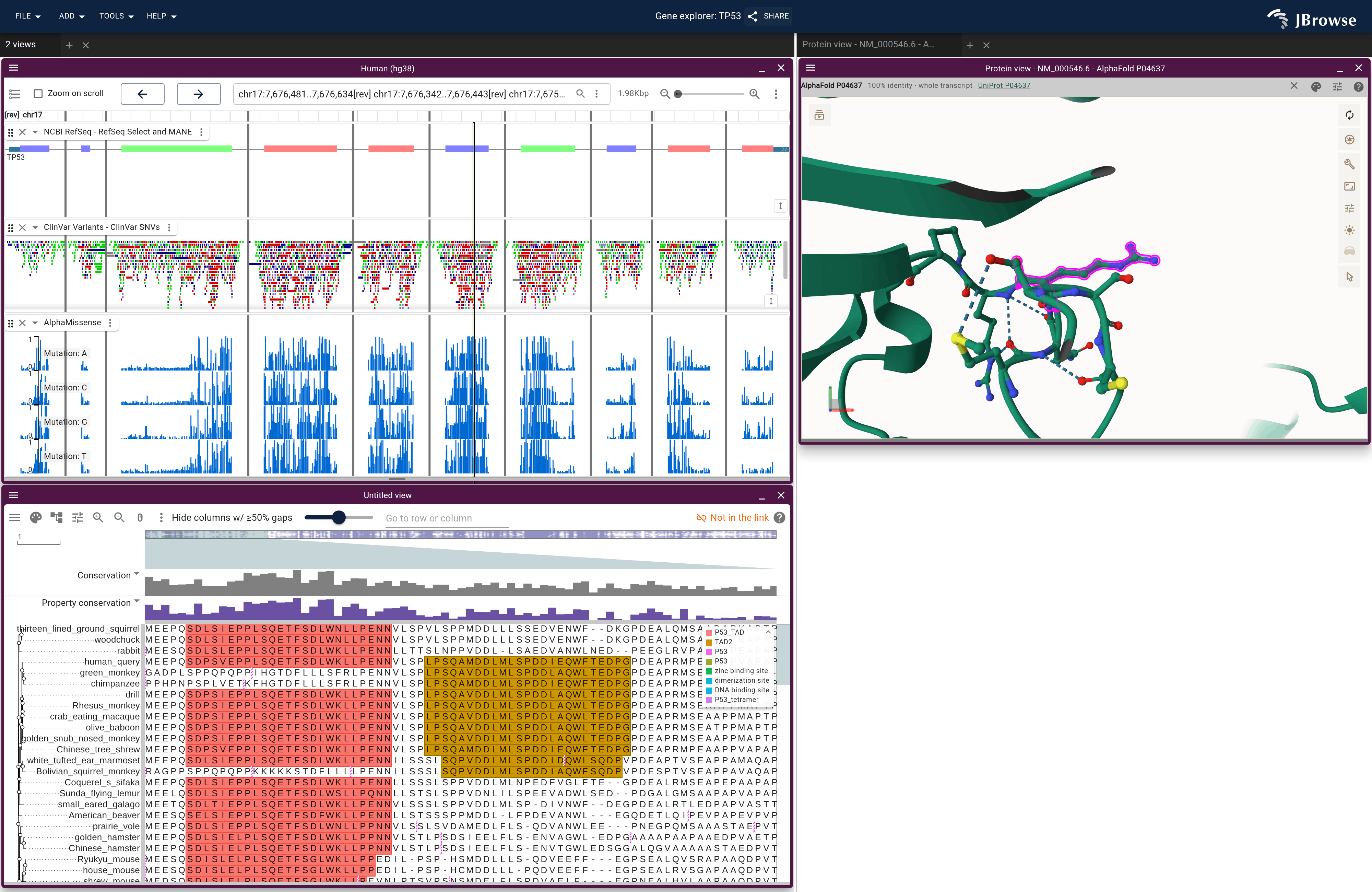 TP53 as the protein browser lays it out: the coding exons back to back above ClinVar and AlphaMissense, an alignment of TP53's NCBI orthologs under them, and the AlphaFold structure beside. R248 is magenta on the structure and a line through its codon in the genome view.