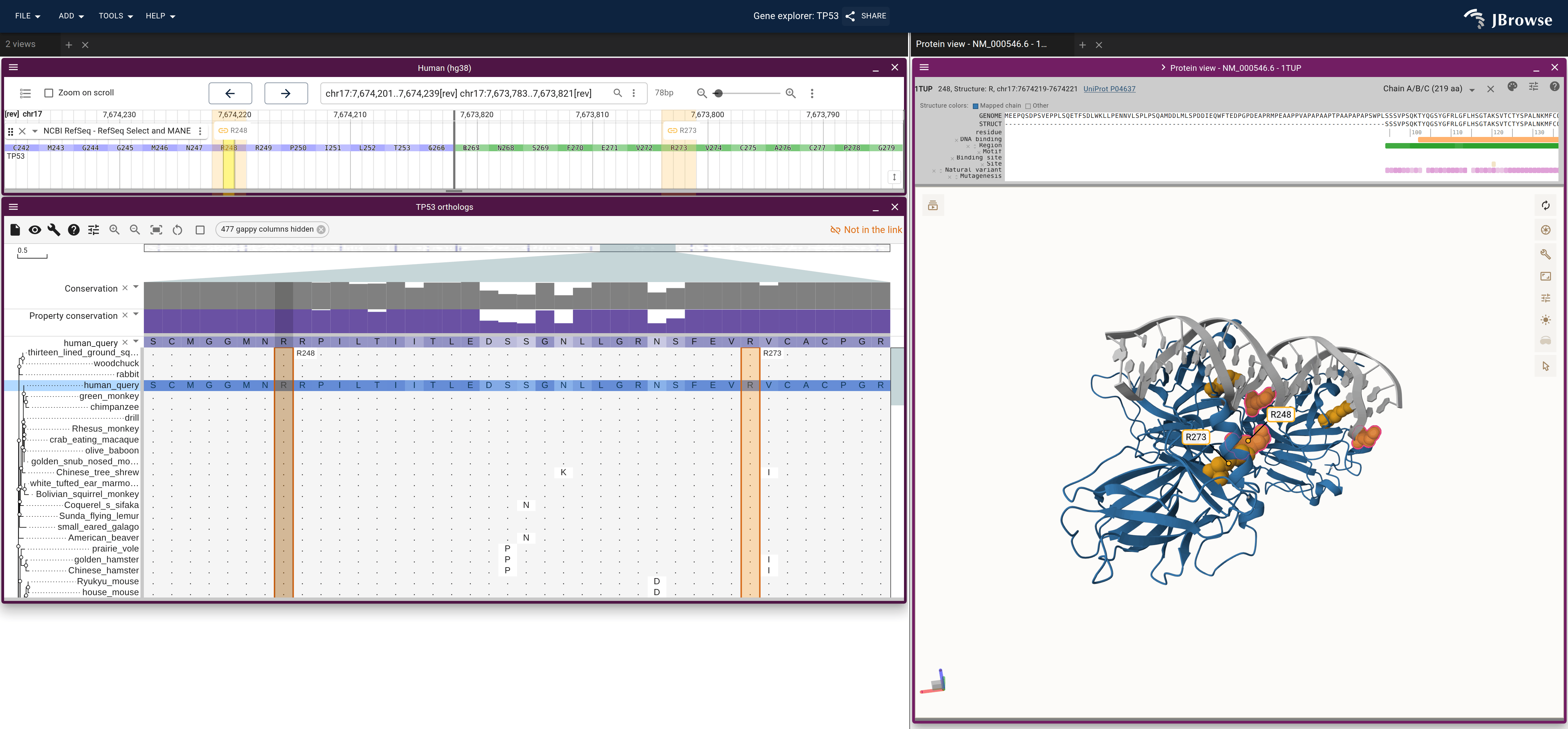 TP53 at codons 248 and 273 with the ortholog alignment pinned to its human row, and 1TUP: three copies of the p53 core domain on a DNA duplex.