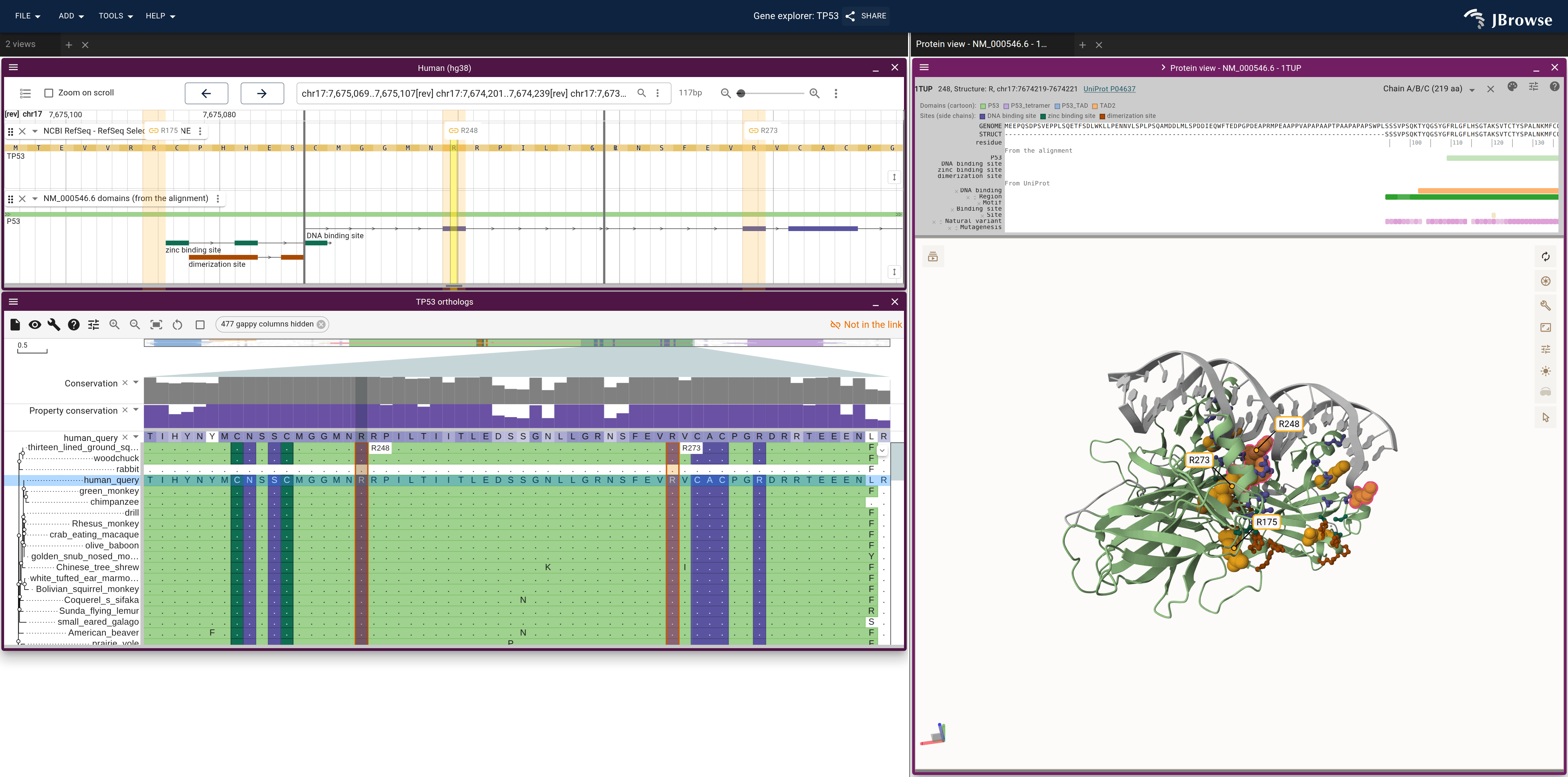 TP53 in three linked views, colored by the alignment's domains and sites: the genome's domain track, the alignment's rows and the 1TUP cartoon, with each site's side chains as sticks.