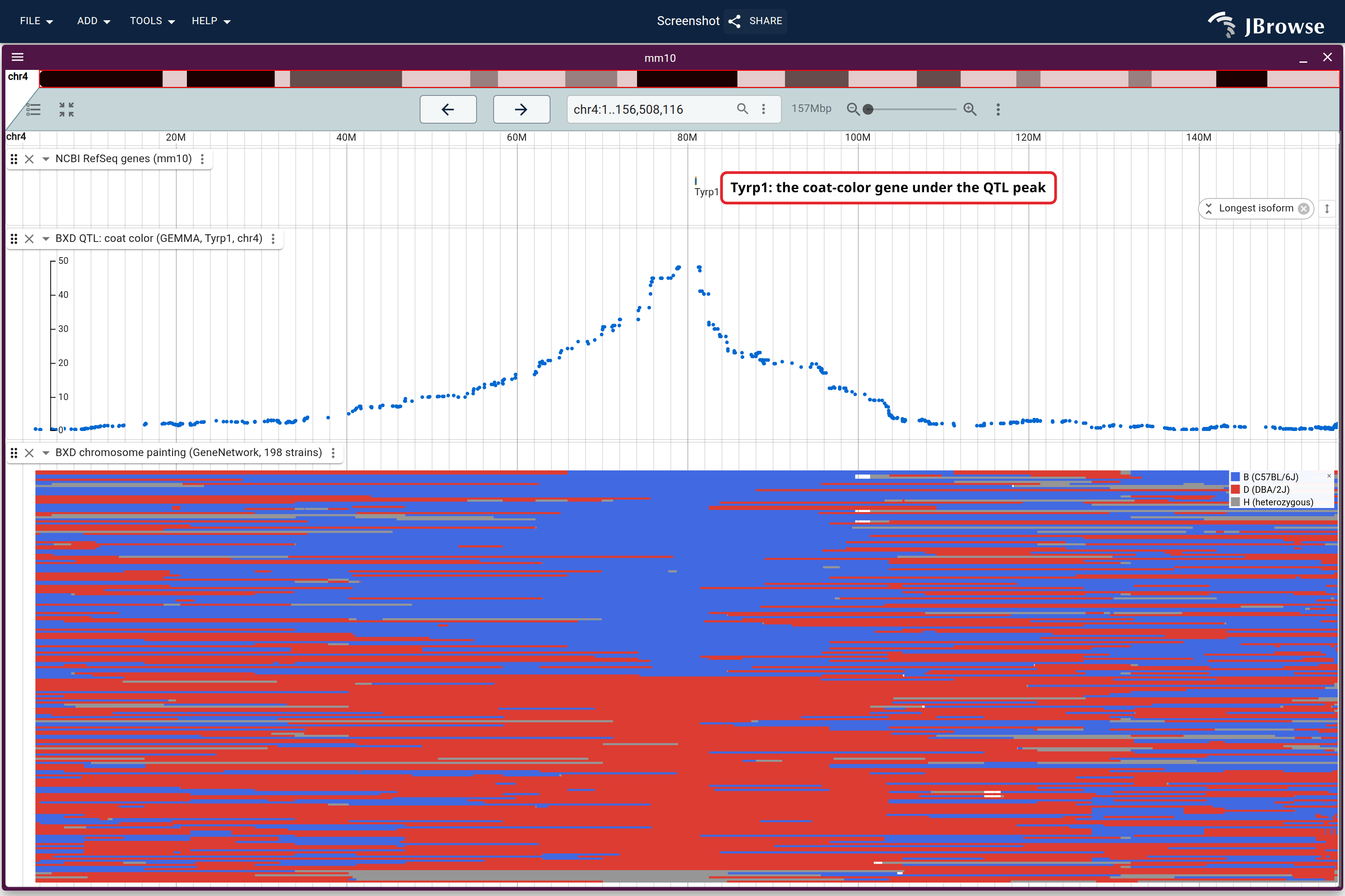 The whole of chr4 (~156 Mb): the coat-color association rises to a peak at ~80 Mb over Tyrp1, and the haplotype painting (sorted by genotype at that peak) resolves into a clean D (red) over B (blue) split at the gene.