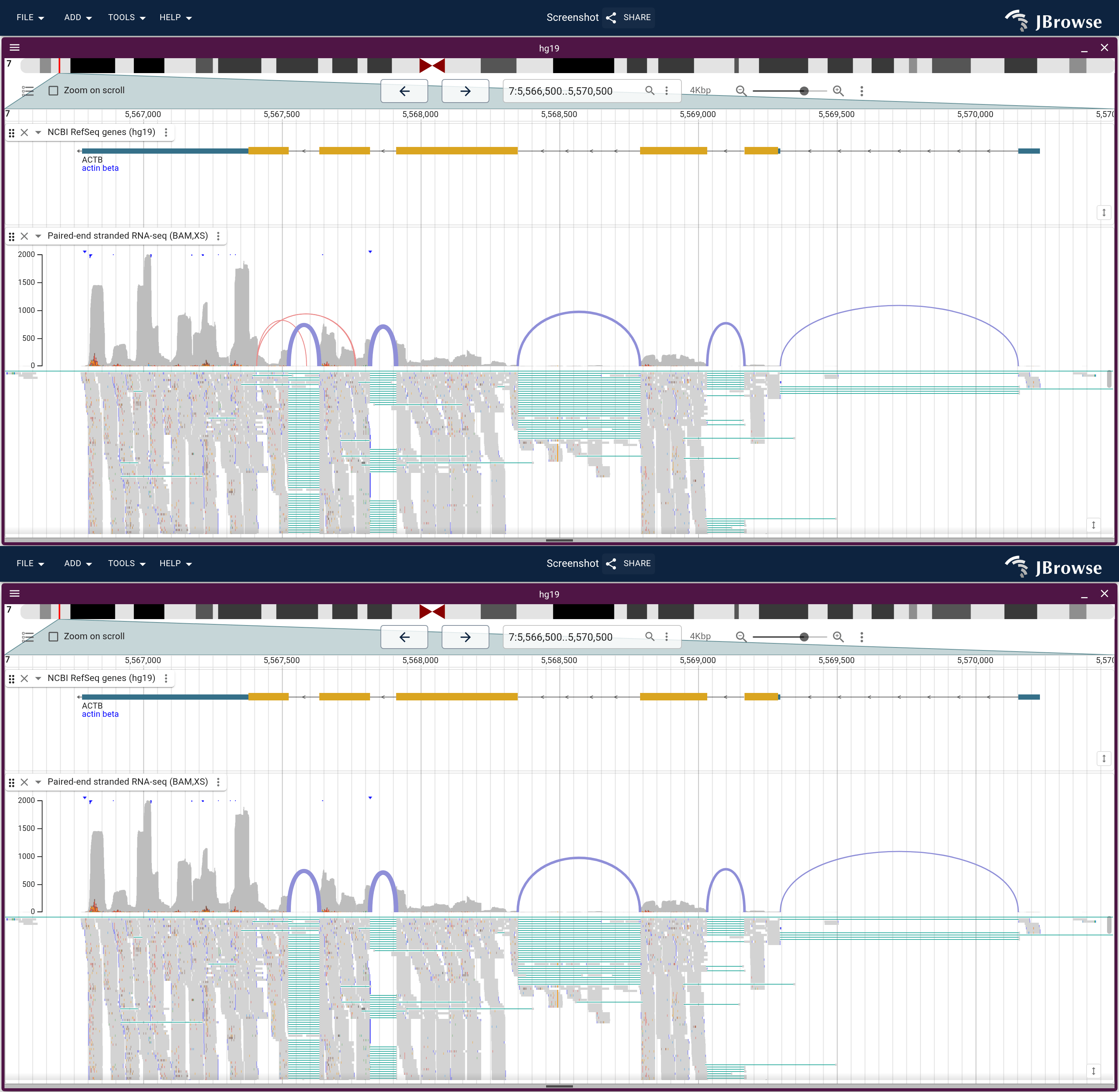 Every junction the reads have above, and only the canonical ones below. The motif filter drops the two salmon arcs around the leftmost intron and keeps the purple ones, whose introns the gene model also draws.