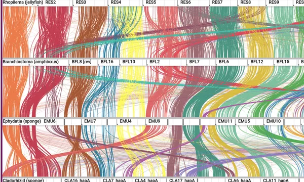 Preview of Synteny by ancestral linkage group (sponge, comb jelly, jellyfish)