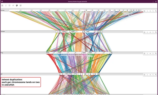 Preview of Synteny visualization (OrthoFinder orthogroups)