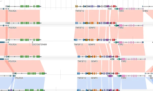 Preview of Synteny from gene symbols (eight primates)